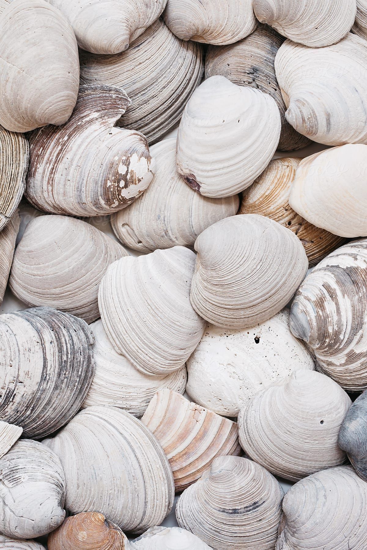 Overhead Image Of Rustic Clam Shells Download This High Resolution By Kelly Knox From Stocksy United. Shells, Photo Wall Collage, Beach Aesthetic