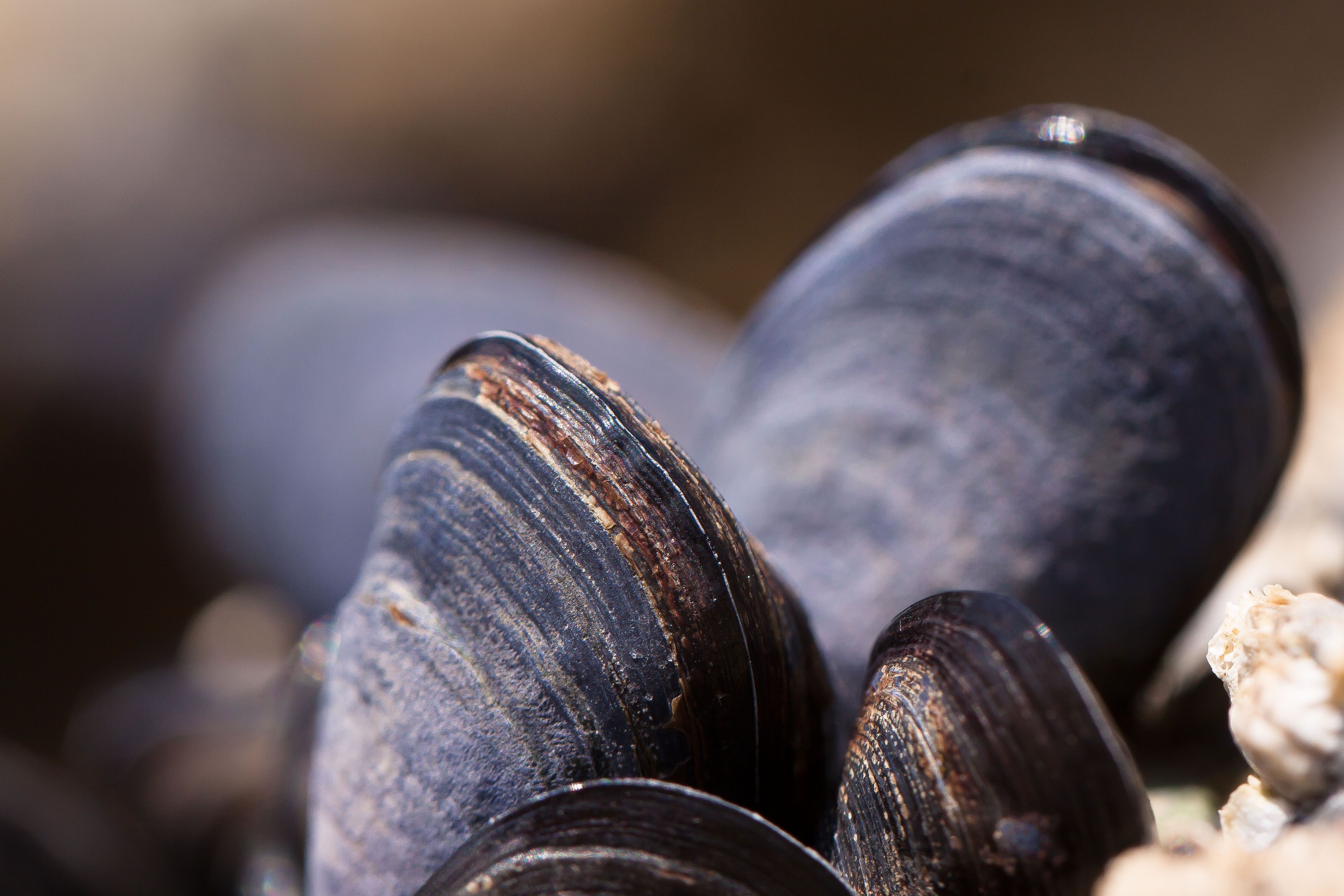 Download Wallpaper 4752x3168 Clams, Mussels, Shell, Close Up HD Background