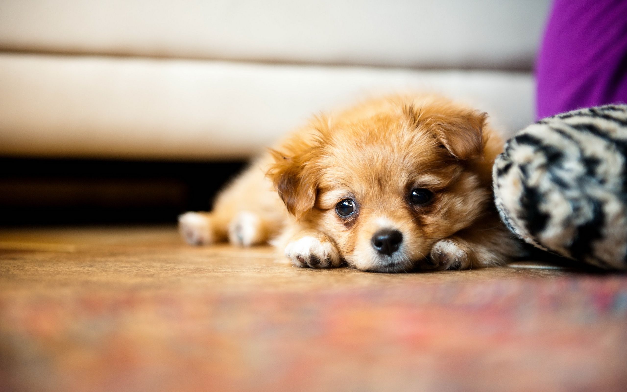Tiny Puppies  Cute Little Puppy HD phone wallpaper  Pxfuel