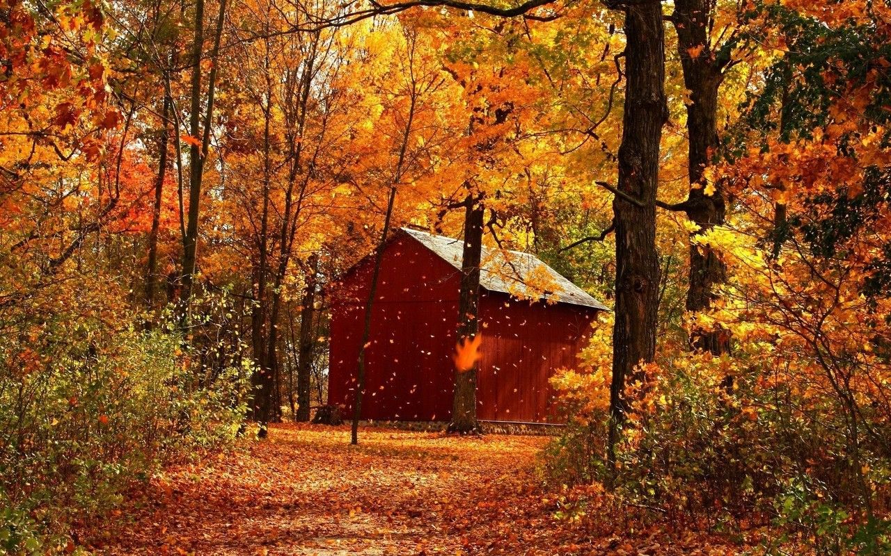 Free download Red barn in autumn forest wallpaper 6421 [1280x800] for your Desktop, Mobile & Tablet. Explore Red Barn Wallpaper. Barn Wallpaper for Computer Screen, Old Barns Wallpaper, Barn Wallpaper