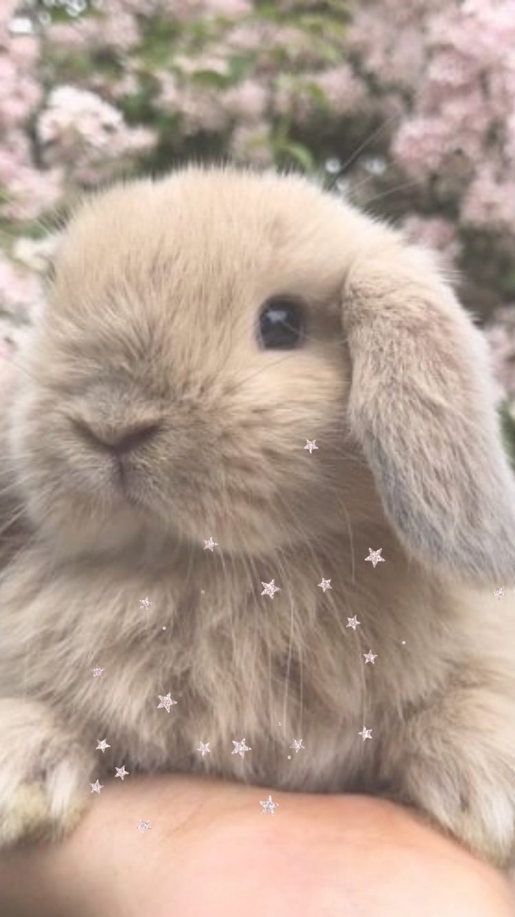 Free iPhone Wallpaper. Cute animals, Cute baby bunnies, Cute baby animals