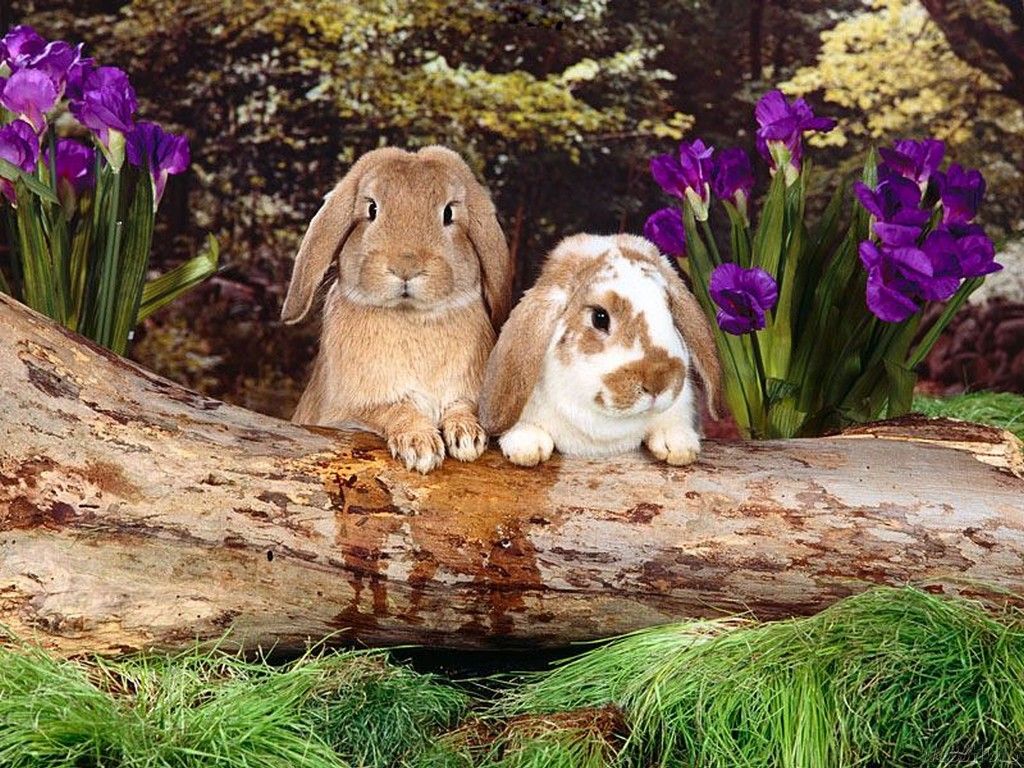 Two Cute Bunnies Wallpaper Definition, High Resolution HD Wallpaper, High Definition, High Resolution HD Wallpaper