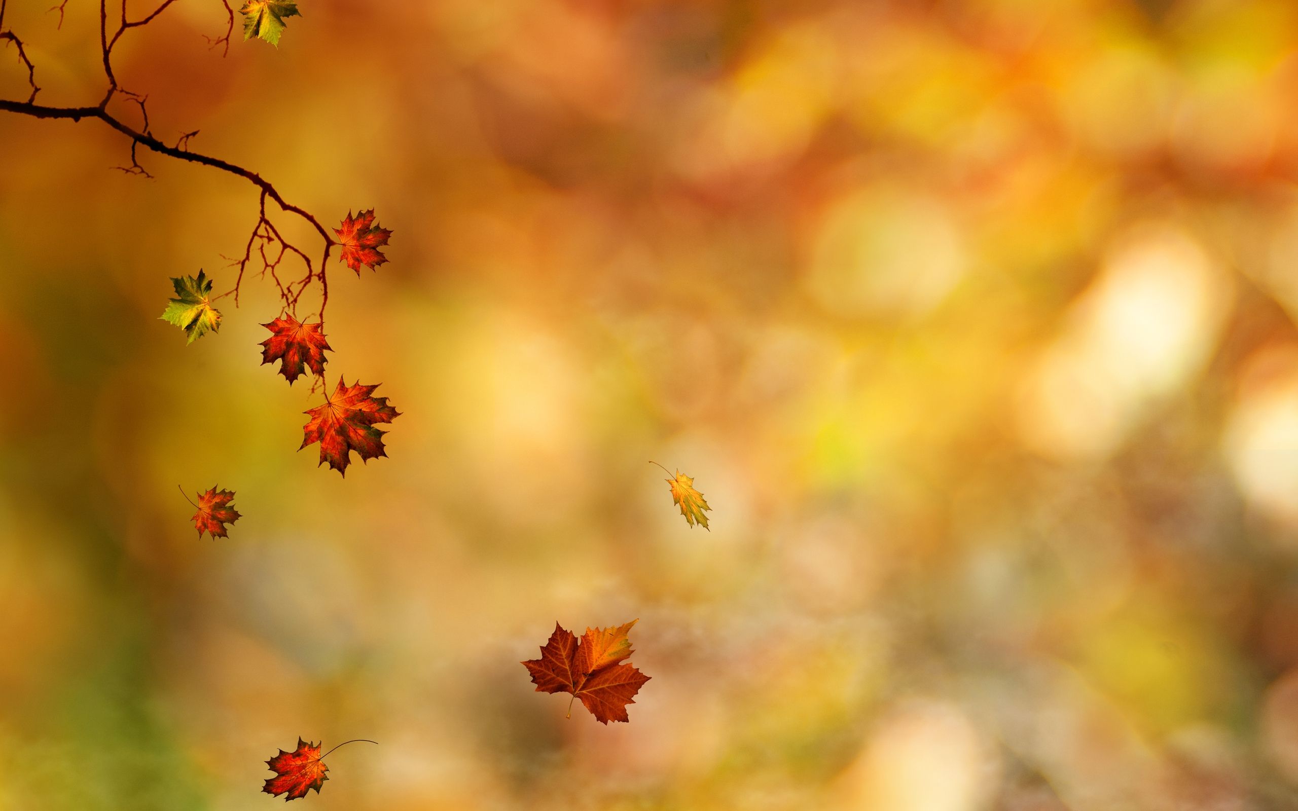 Falling Leaves Wallpaper. Fall Leaves Wallpaper, Leaves Wallpaper and Thanksgiving Leaves Wallpaper