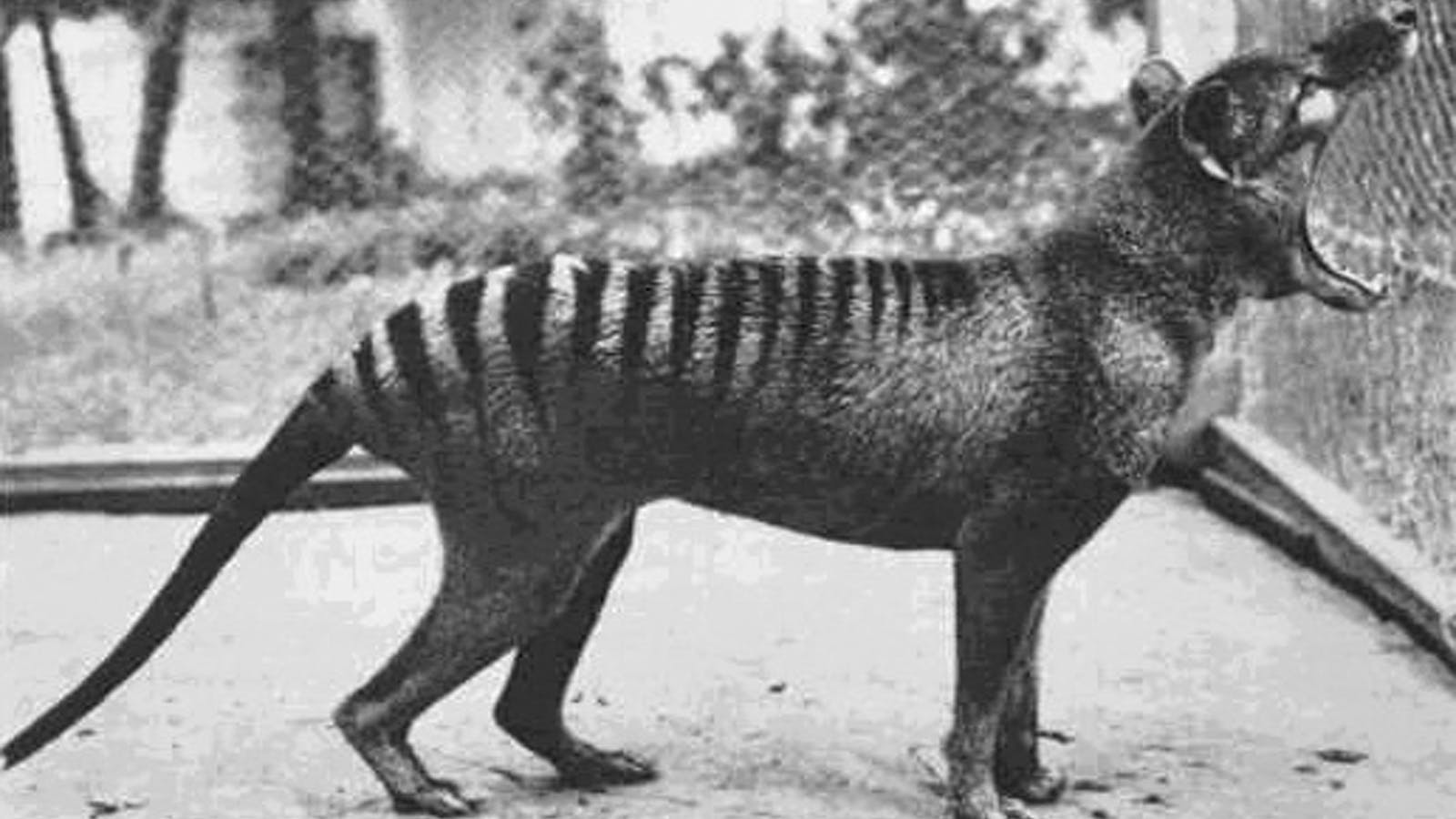 The Last Tasmanian Tiger Officially Went Extinct In 1936
