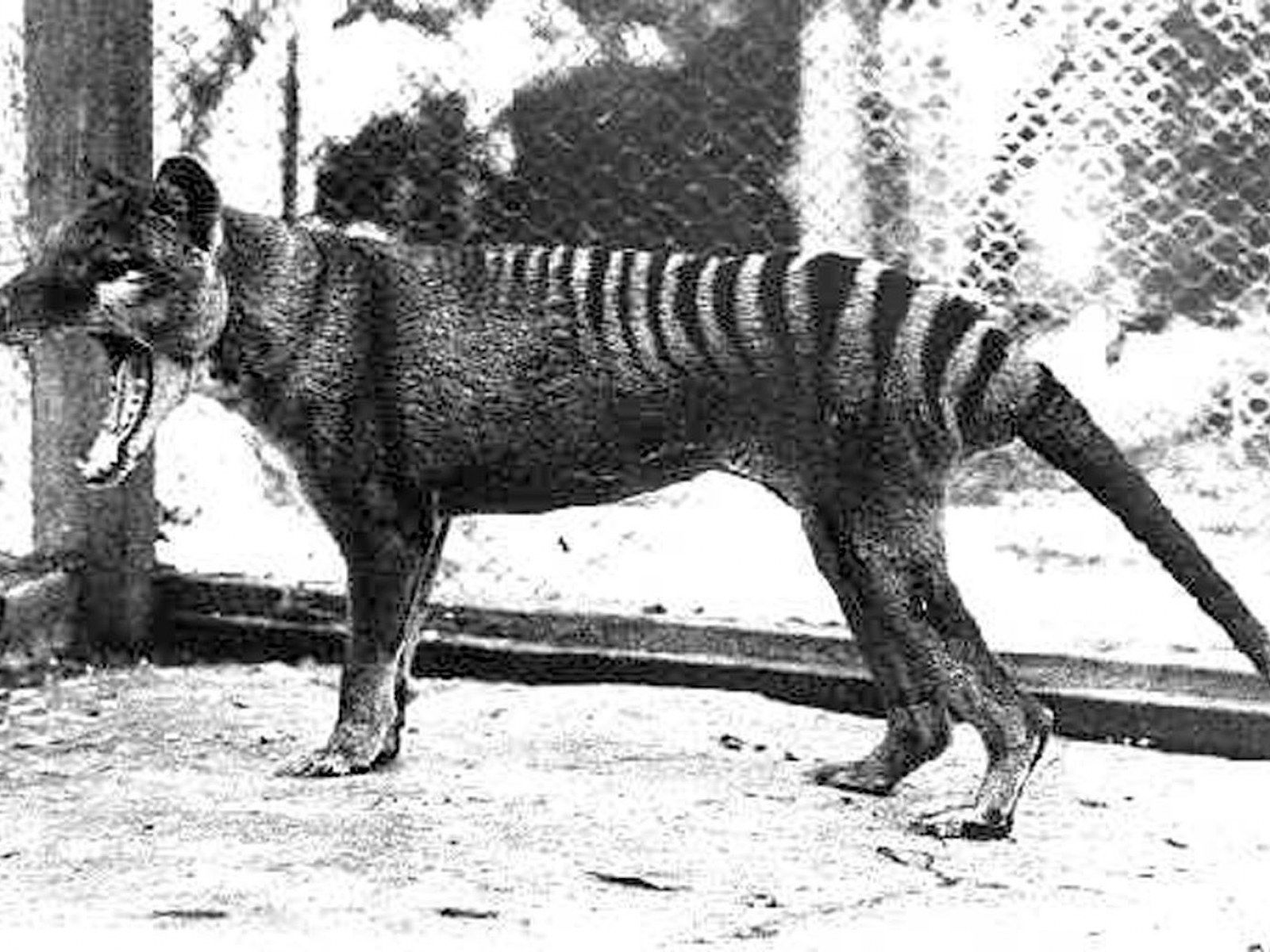 Watch Last Known Footage of Extinct Tasmanian Tiger From 1935 That Was Just Rediscovered