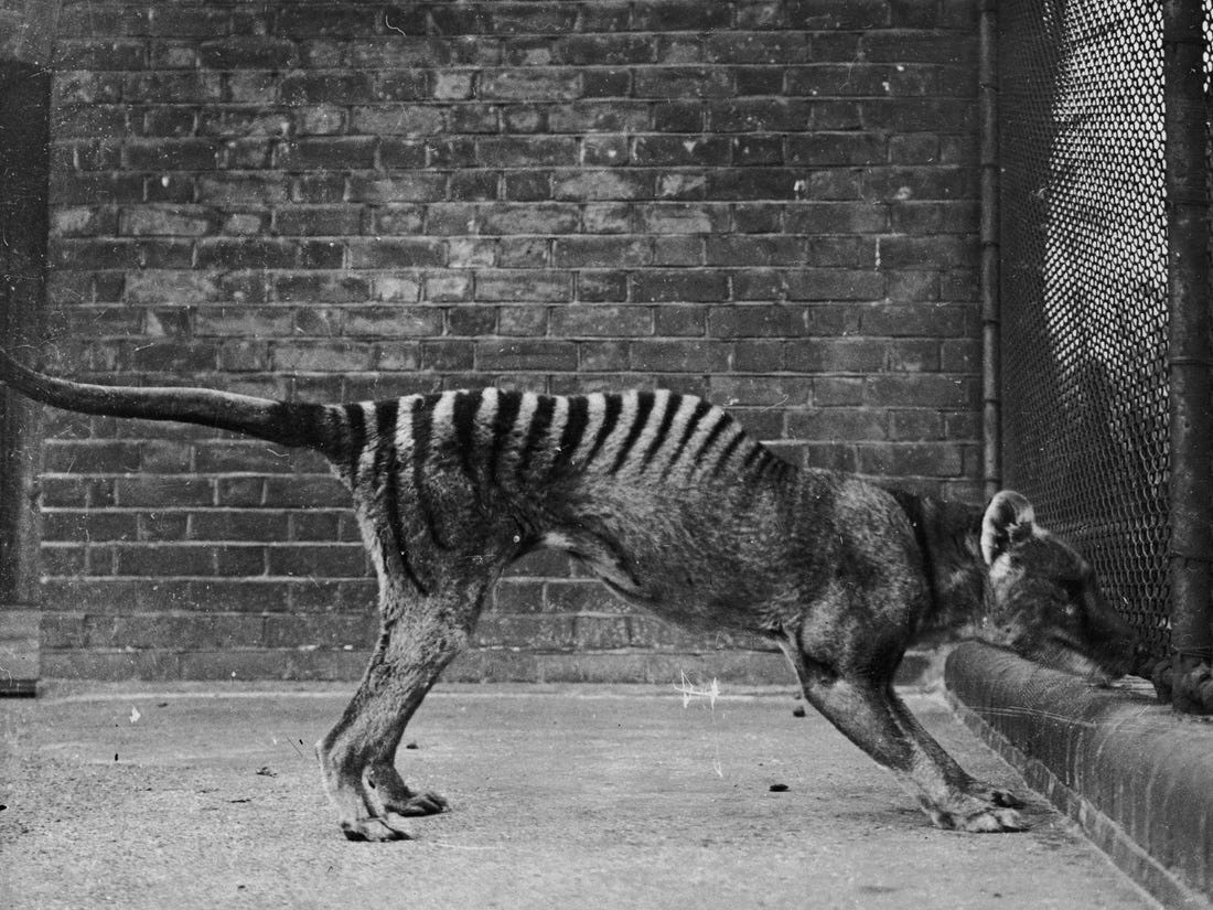 The Tasmanian tiger may not be extinct, mysterious sightings suggest
