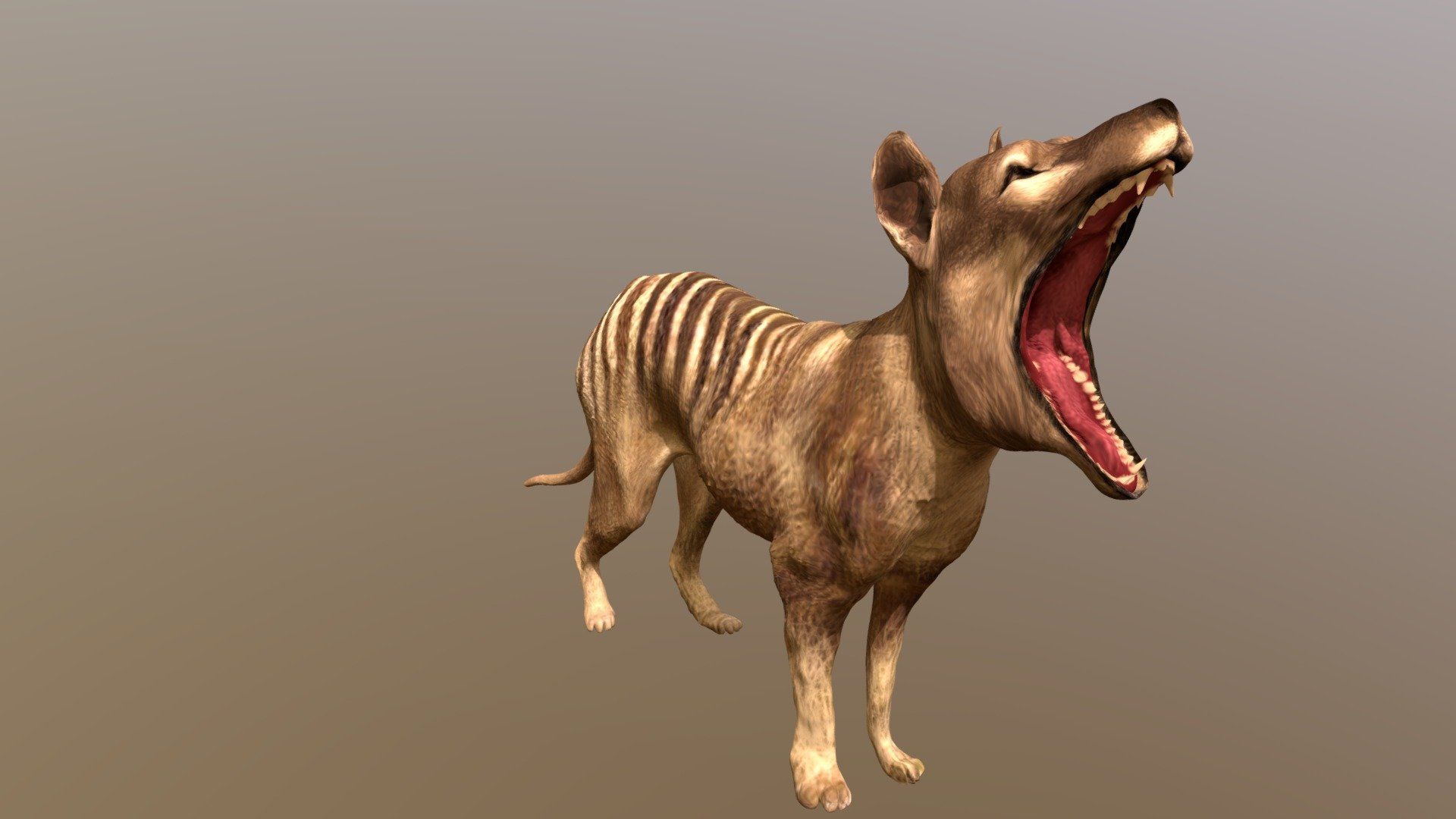 tasmanian tiger thylacine model by Azzeddin.Art [6c7ce78]