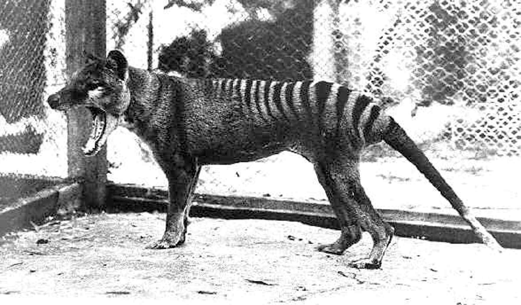 Facts About the Tasmanian Tiger