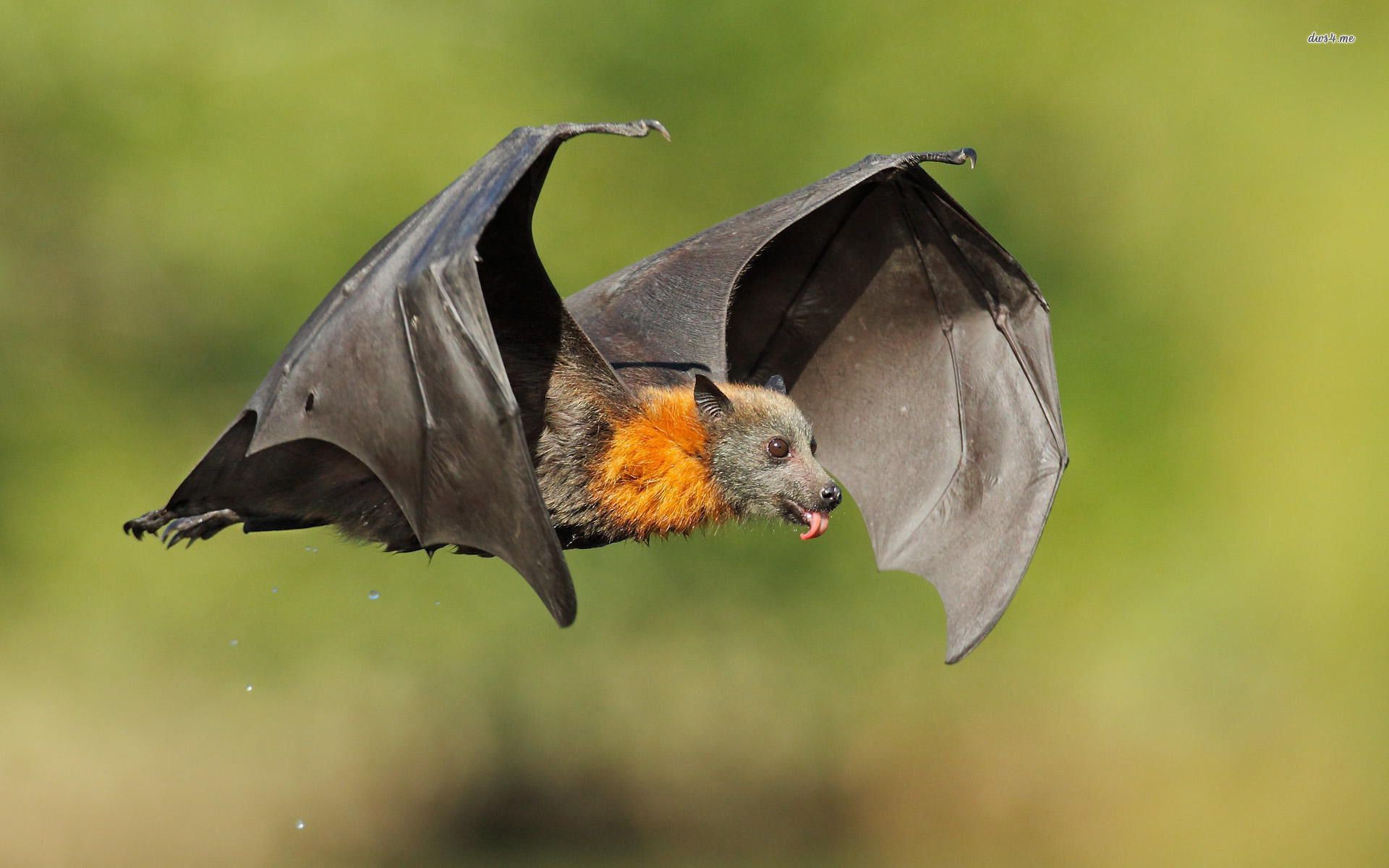 Cute bat HD wallpaper. Cute bat, Amazing animal picture, Bat flying