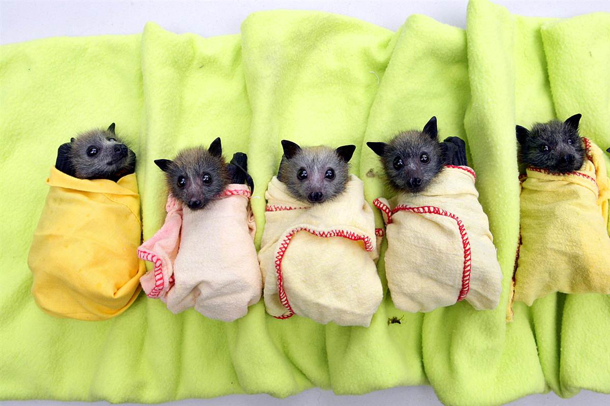 Cute Baby Bats