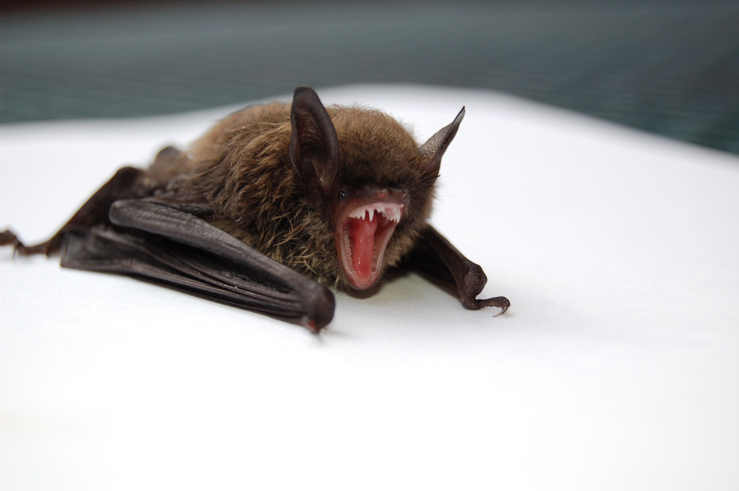 Bat Picture [HD]. Download Free Image