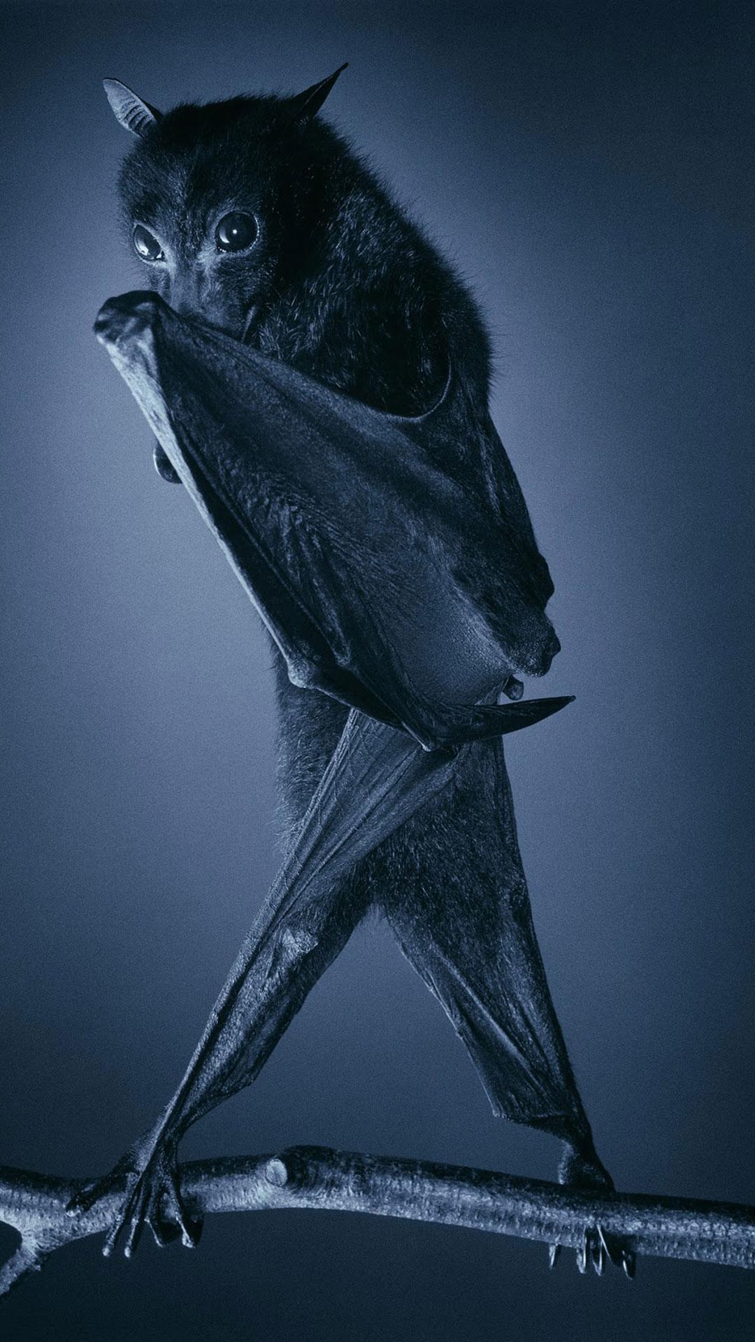 Bat Live Wallpaper for Android