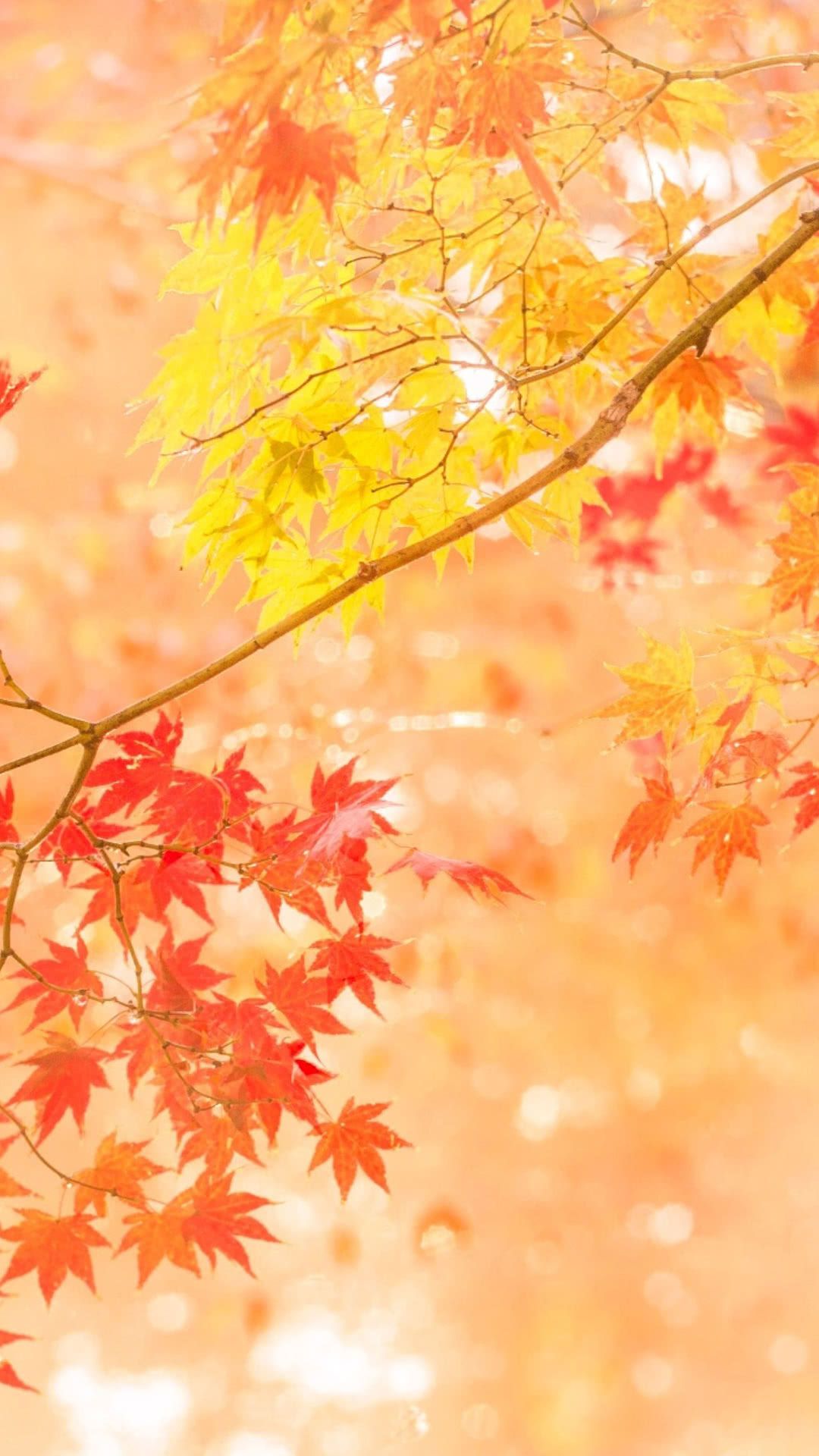 Leaves Fall. Apple wallpaper iphone, Islamic wallpaper, Digital art photography