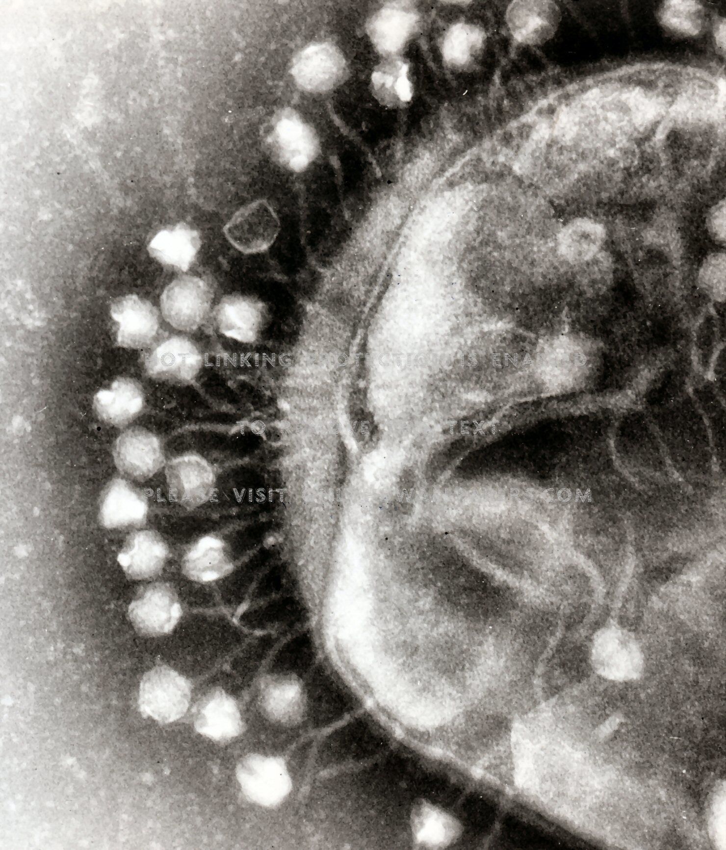 phage Viral bukake on