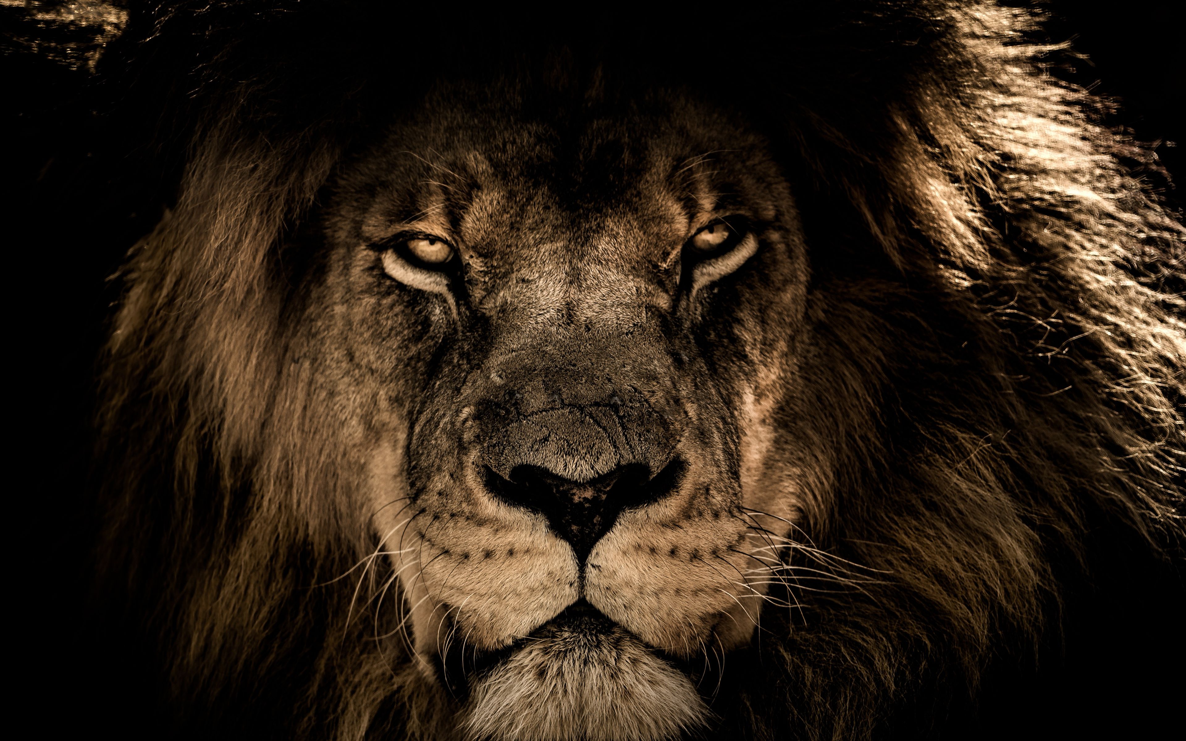 Desktop Wallpaper African Lion, Beast, Muzzle, 4k, HD Image, Picture, Background, 209a4a