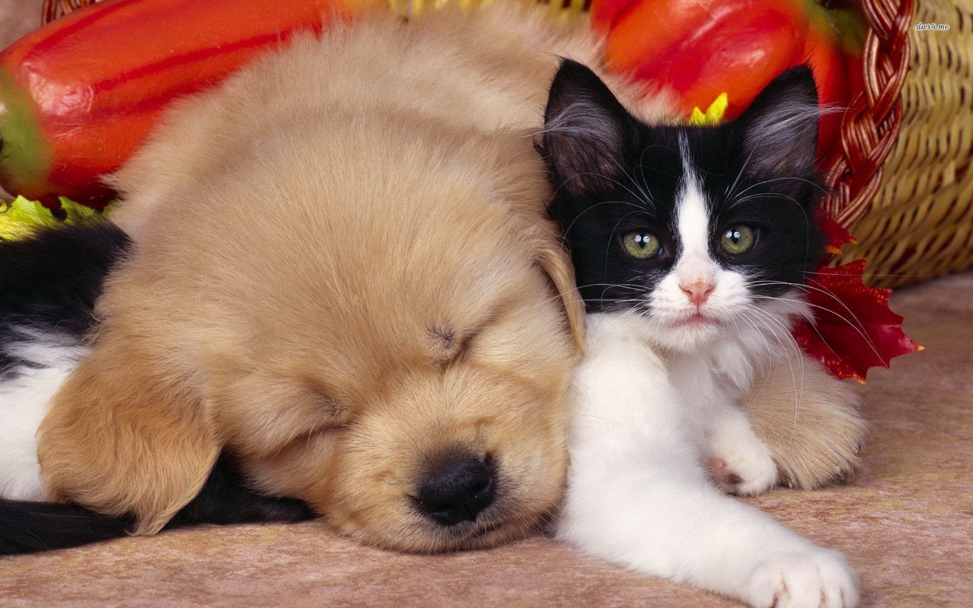 Cute Puppy and Kitten