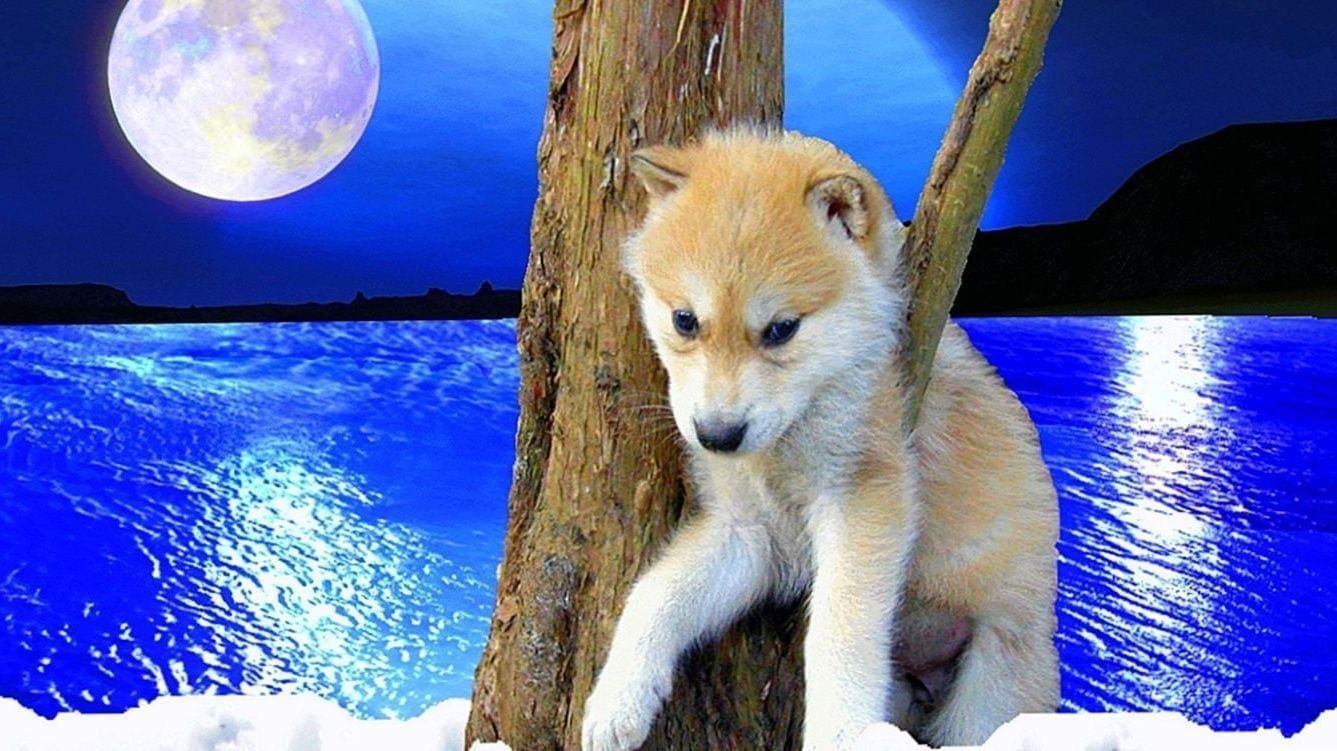 Baby Wolf Picture For Wallpaper #Baby #Wolf #Picture #For #Wallpaper. Wolf wallpaper, Baby wolf, Wolf picture