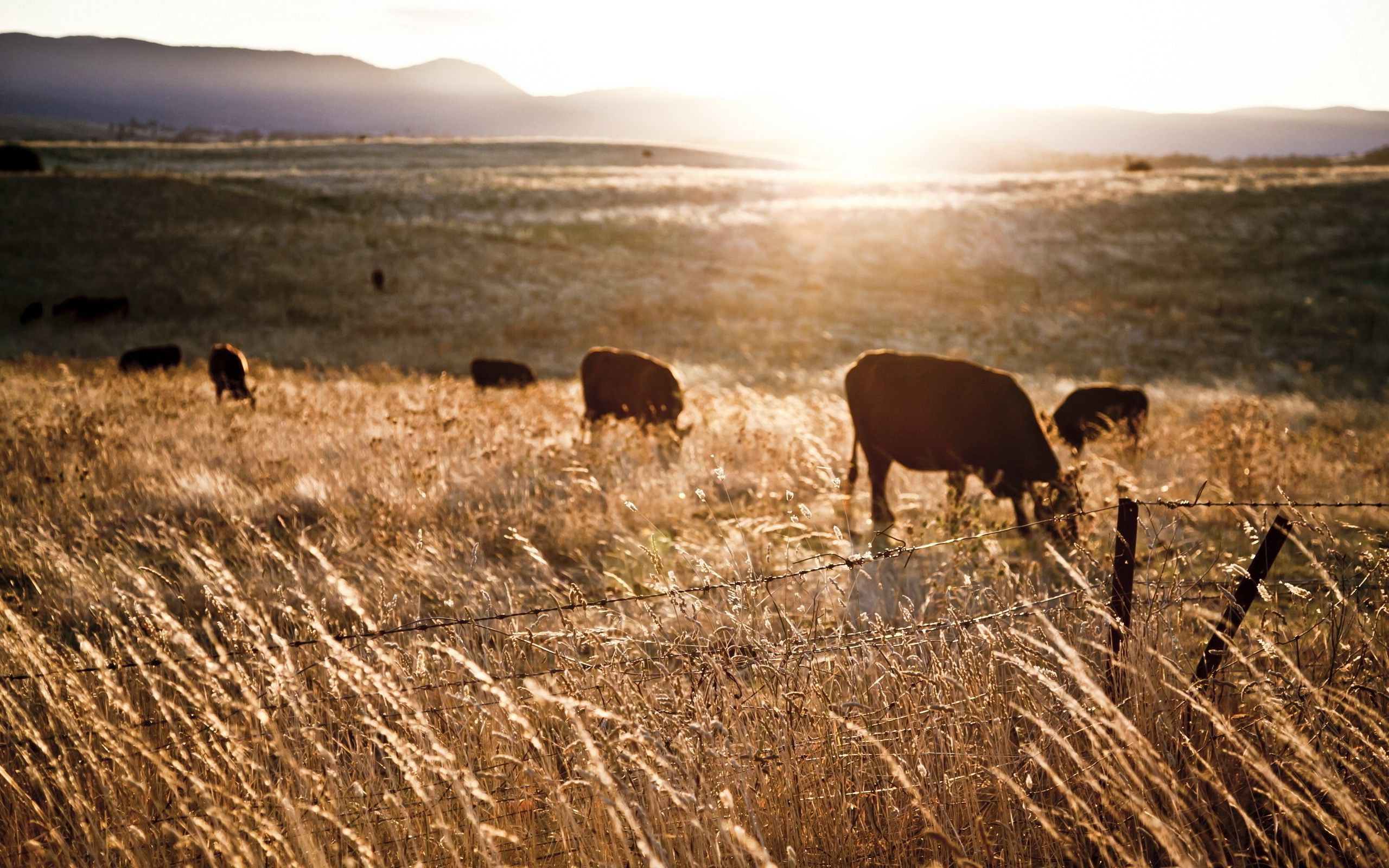 sunlight, Farm, Fence, Landscape, Cows, Animals, Field Wallpaper HD / Desktop and Mobile Background