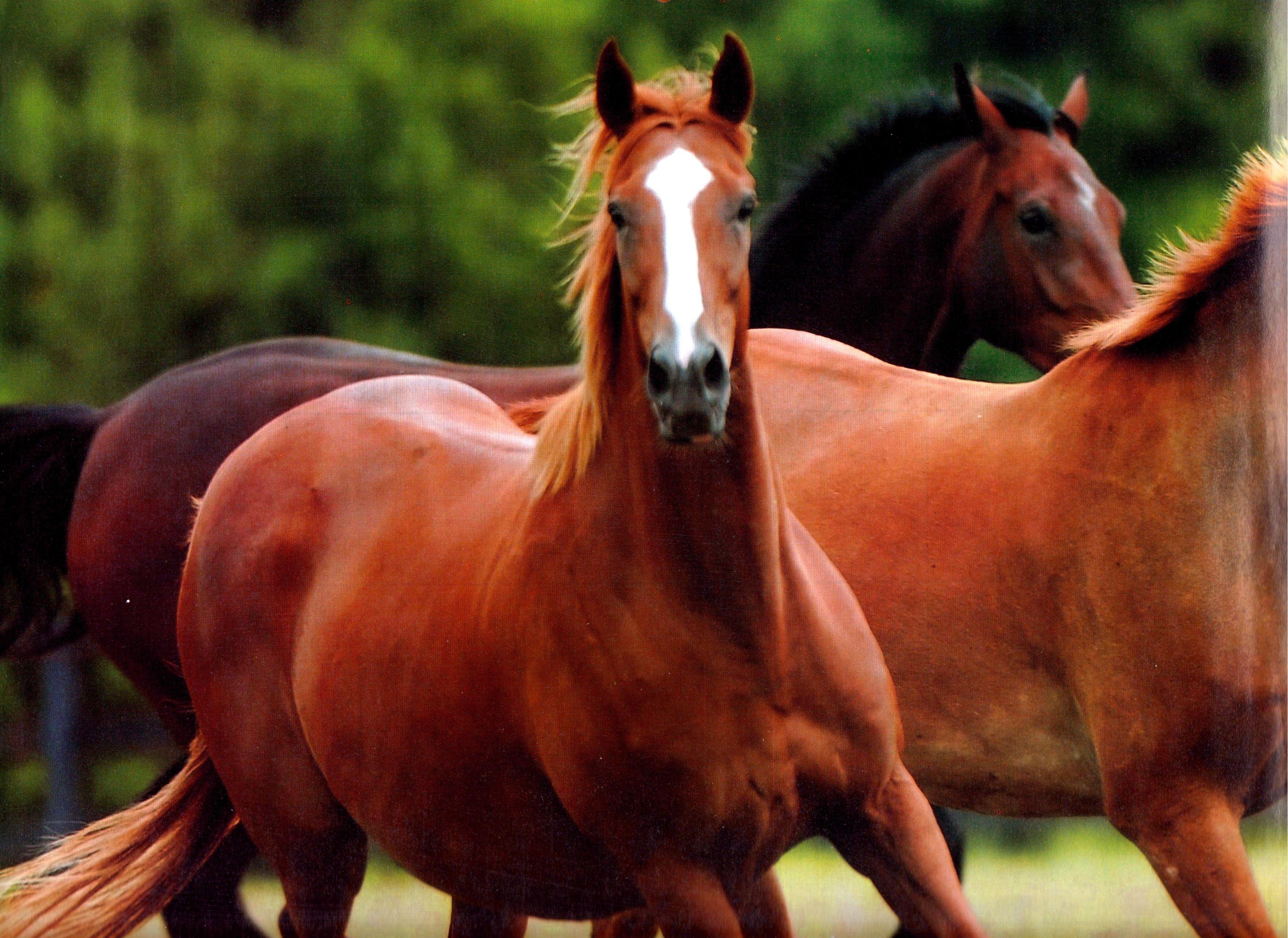 Chestnut Horse Wallpapers - Wallpaper Cave