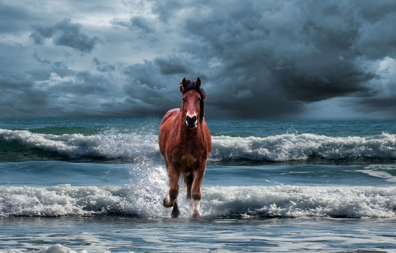Wallpaper sea, wave, clouds, clouds, blue, overcast, horse, shore, horse, the atmosphere, running, surf, chestnut, horse, storm, gloomy image for desktop, section животные