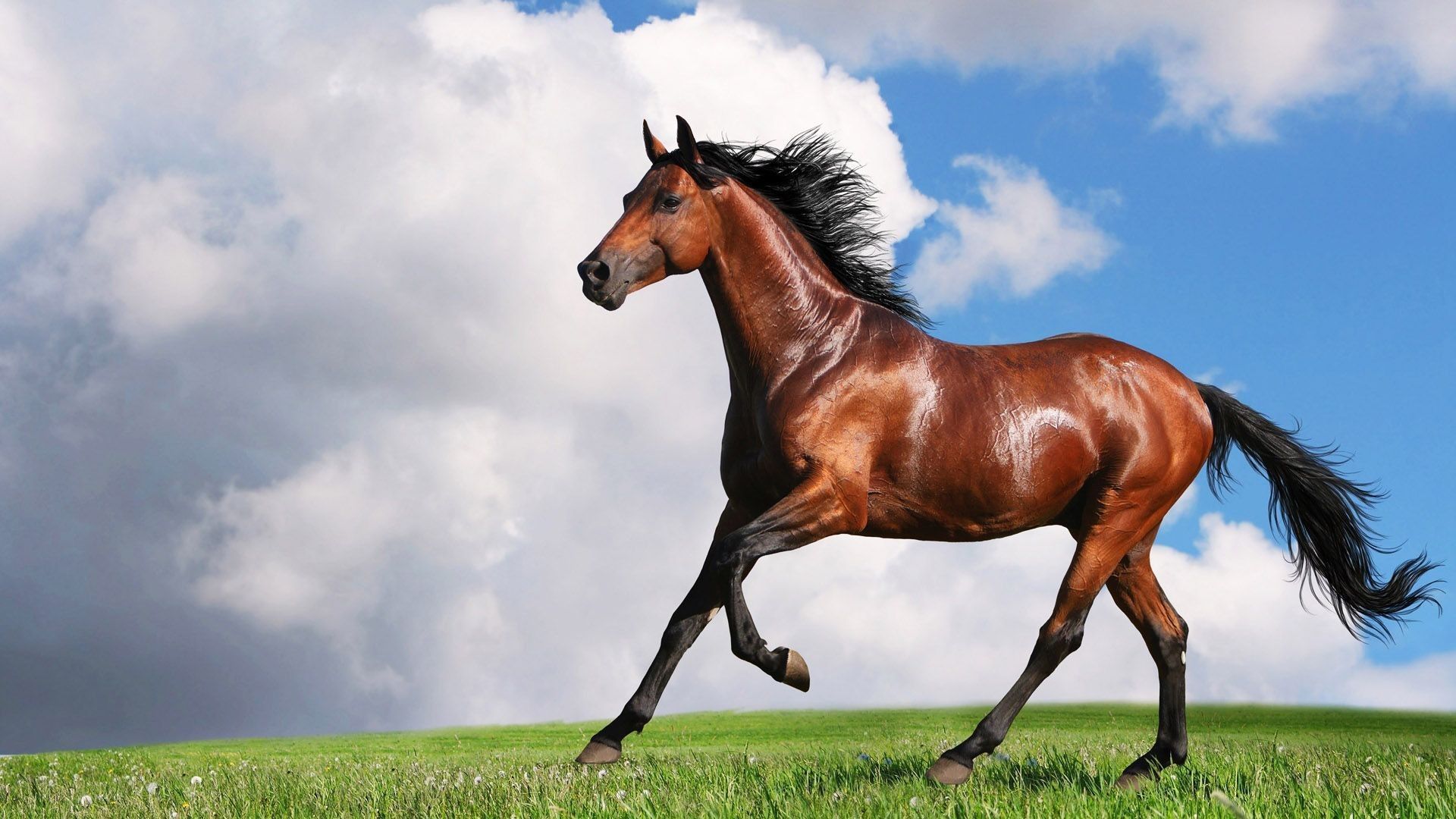 Wallpaper horse, Horse, chestnut for mobile and desktop, section животные,  resolution 2560x1600 - download