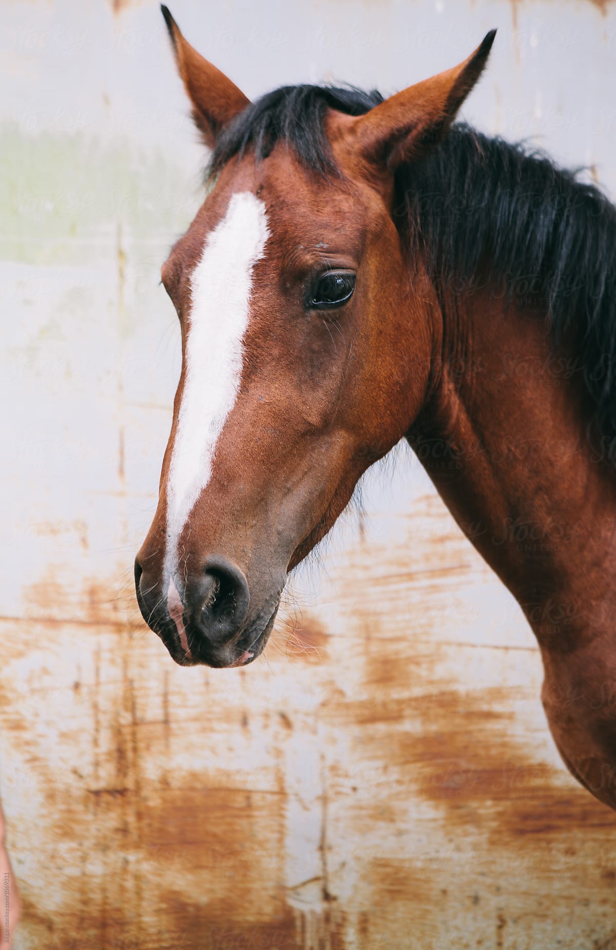 Portrait of a chestnut horse with blaze against a grunge background