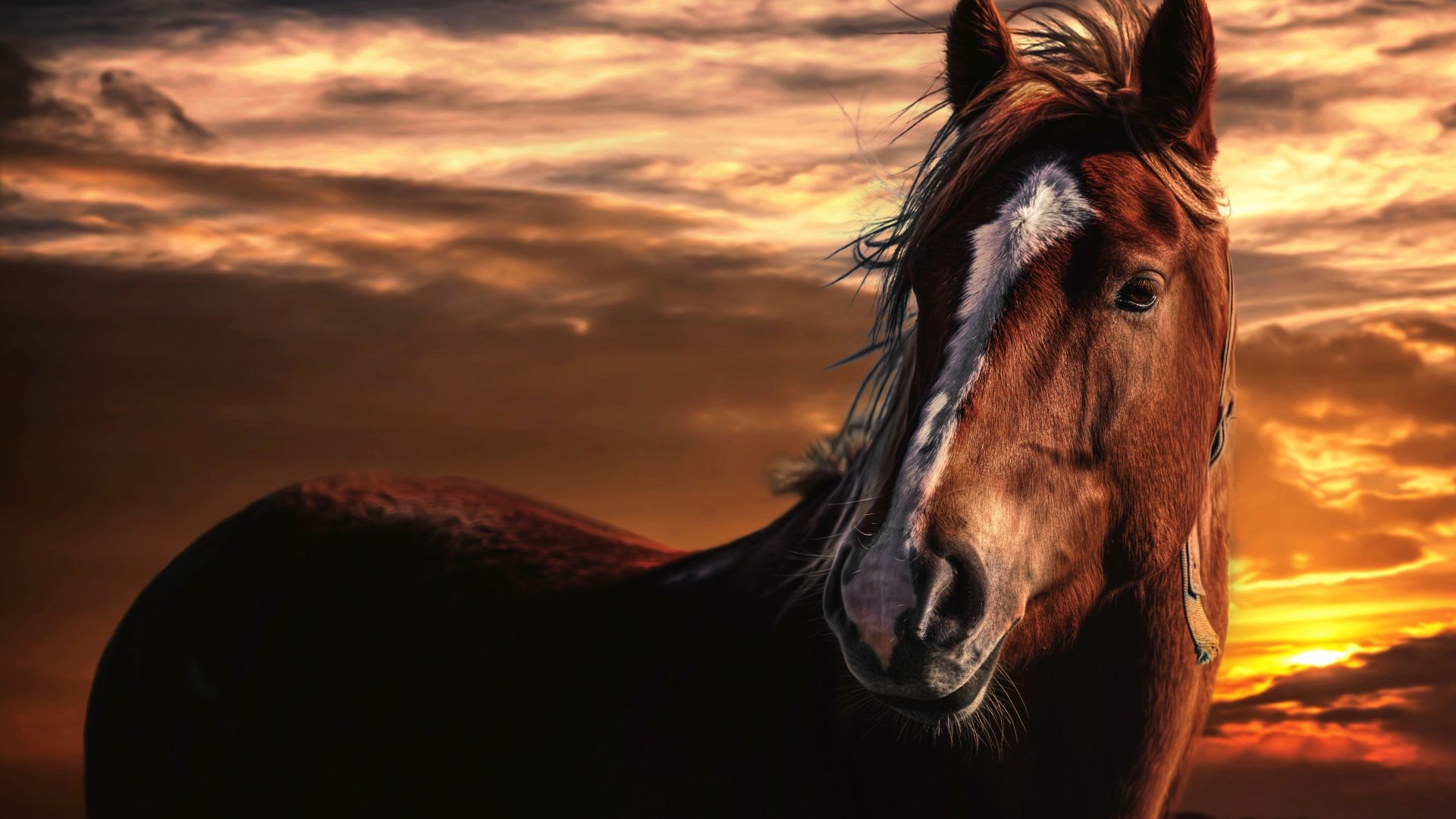 Download 1920x1080 HD Wallpaper horse sunset powerful, Desktop Background HD
