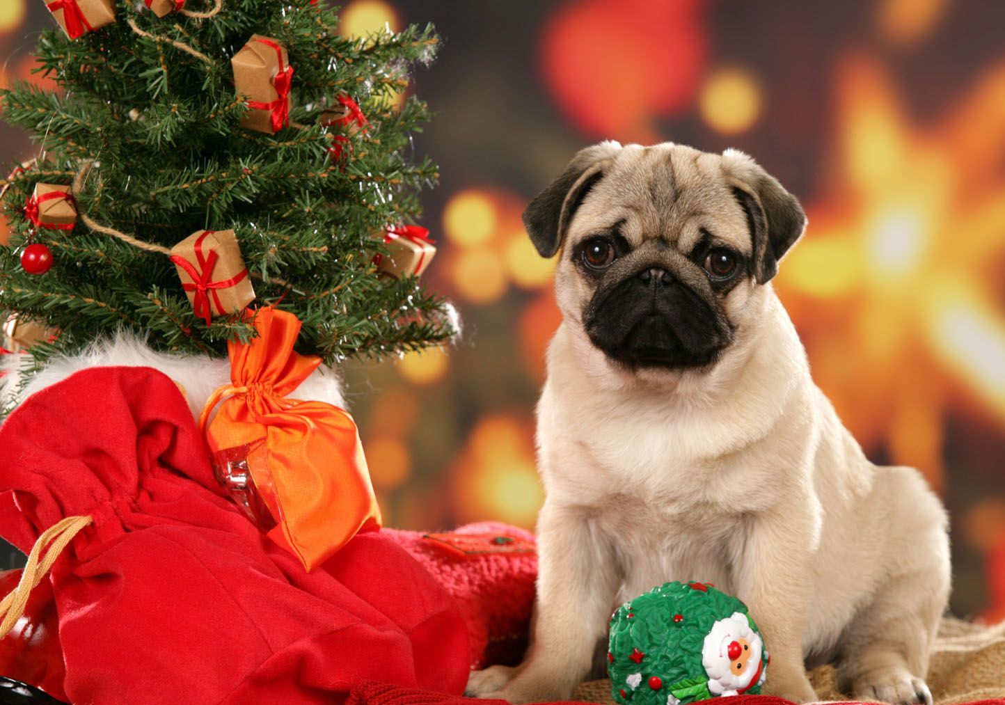 Pug puppy. Christmas puppy, Pug christmas, Cute pugs