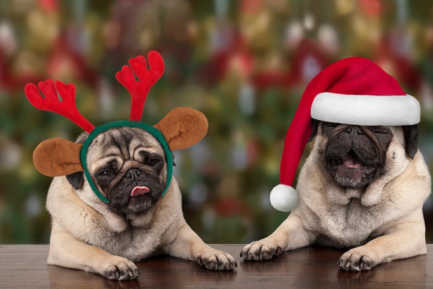 Christmas Pugs Wallpapers - Wallpaper Cave