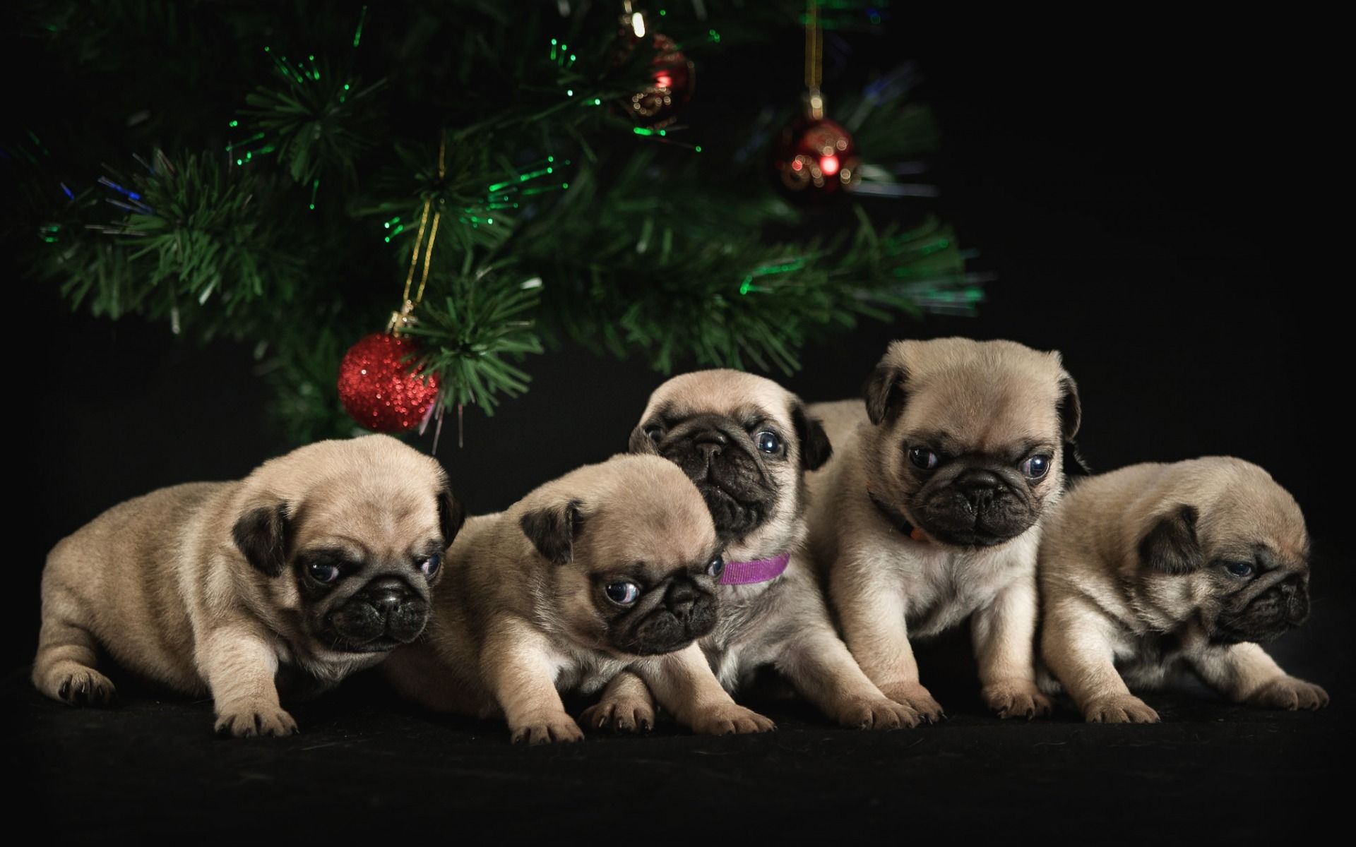 Download wallpaper pugs, little puppies, family, New Year, Christmas, tree, small dogs, pets, cute puppies, pug, dogs for desktop with resolution 1920x1200. High Quality HD picture wallpaper