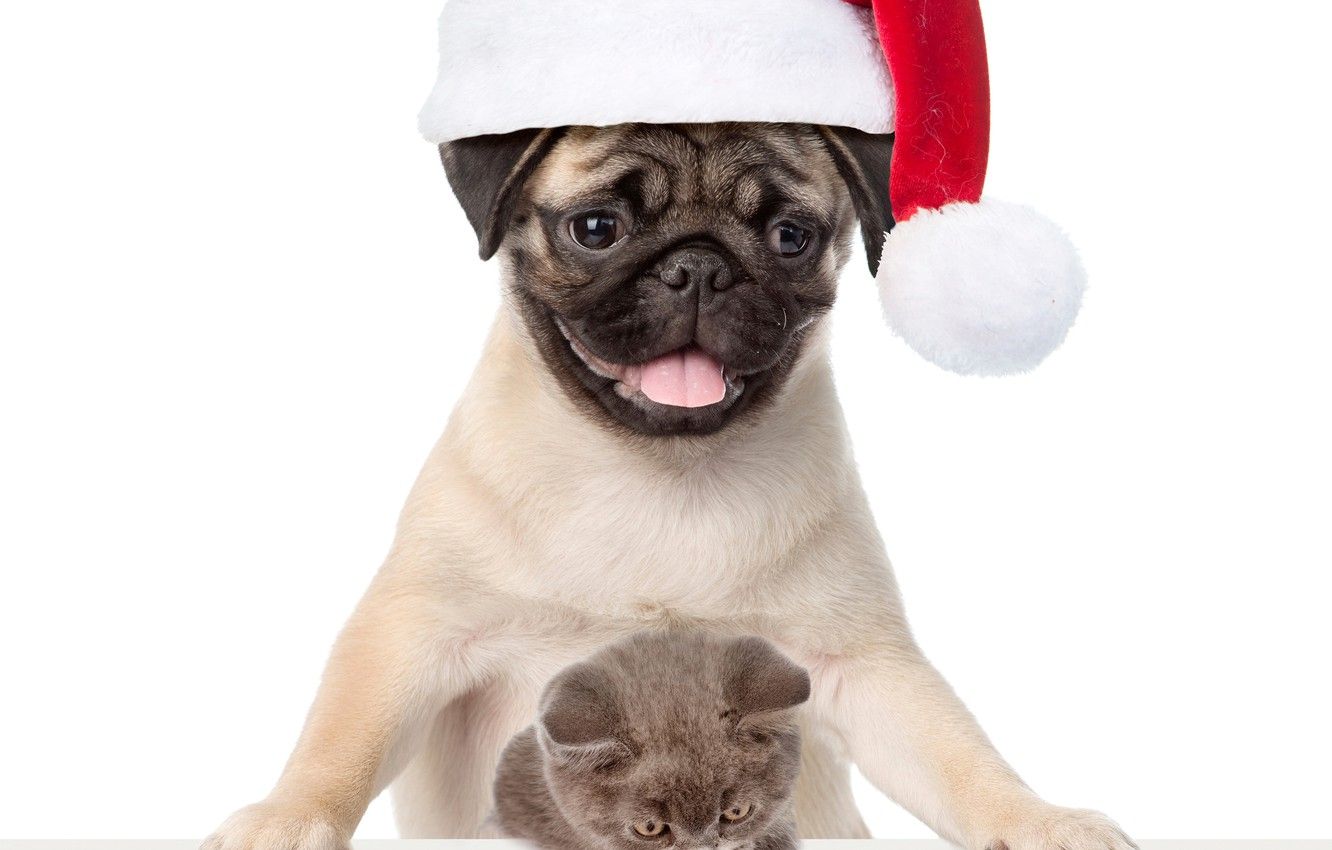Wallpaper kitty, dog, pug, New year, Christmas, cat, dog, New Year image for desktop, section животные