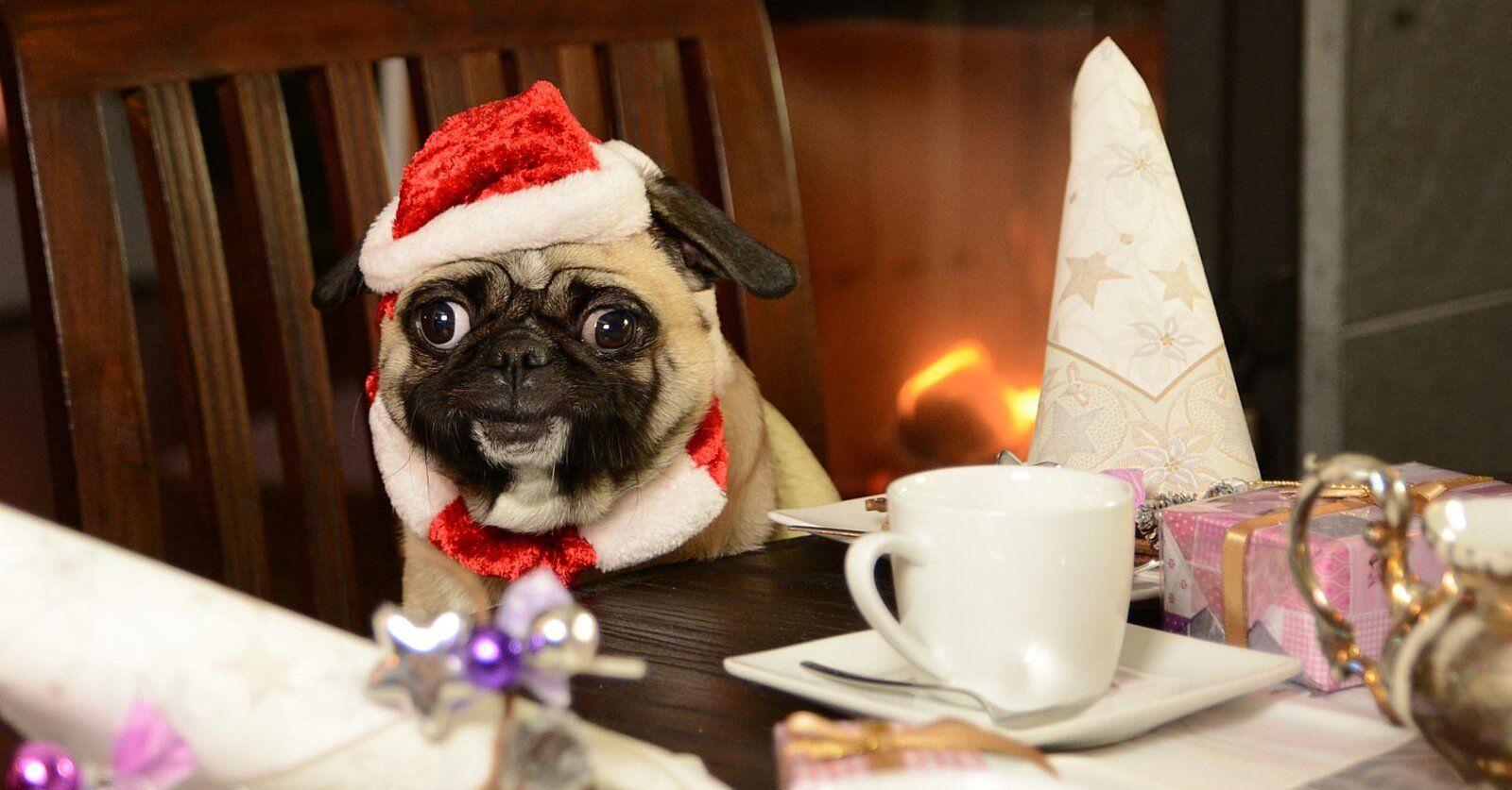 London's Pug Cafe Is Hosting a Christmas Party for Pomeranians, Pugs, and Sausage Dogs. Travel + Leisure