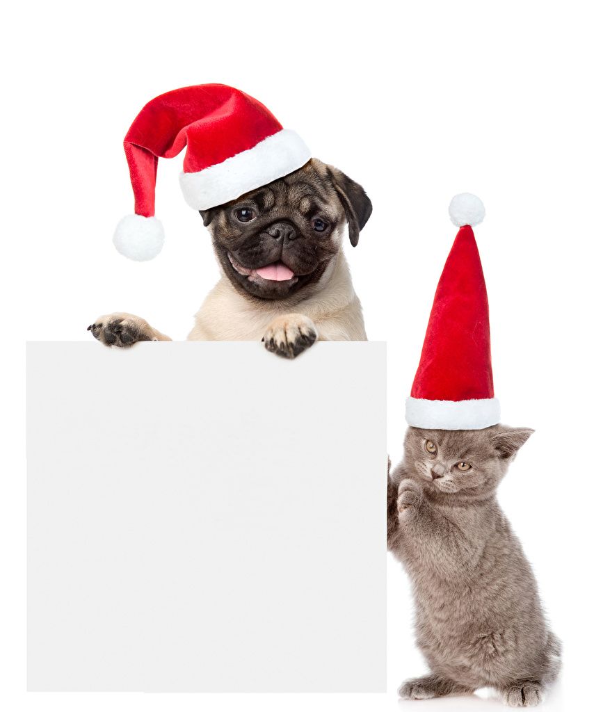 Photos Pug kitty cat dog Cats Christmas Two Winter hat