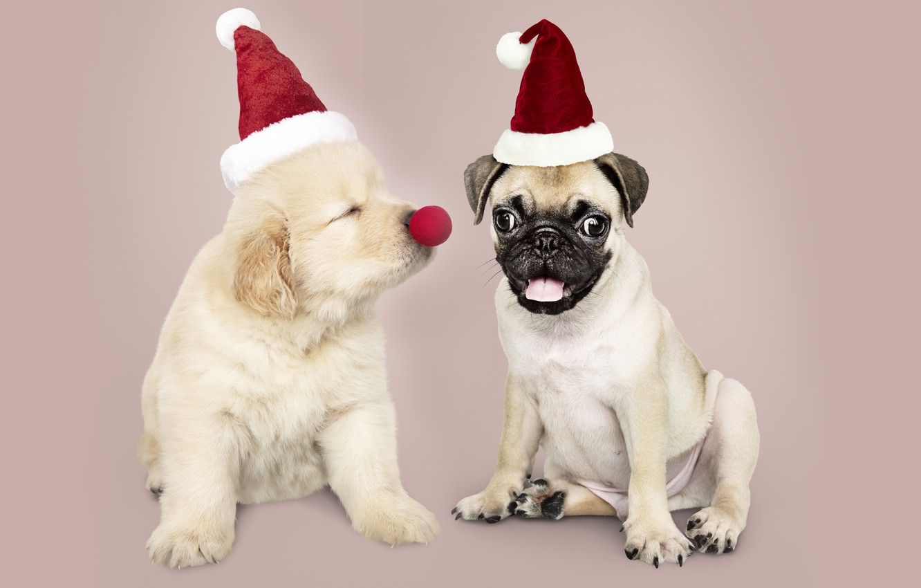 Wallpaper dog, New Year, Christmas, puppy, Santa, Labrador, Christmas, puppy, dog, New Year, cute, Merry, santa hat image for desktop, section собаки