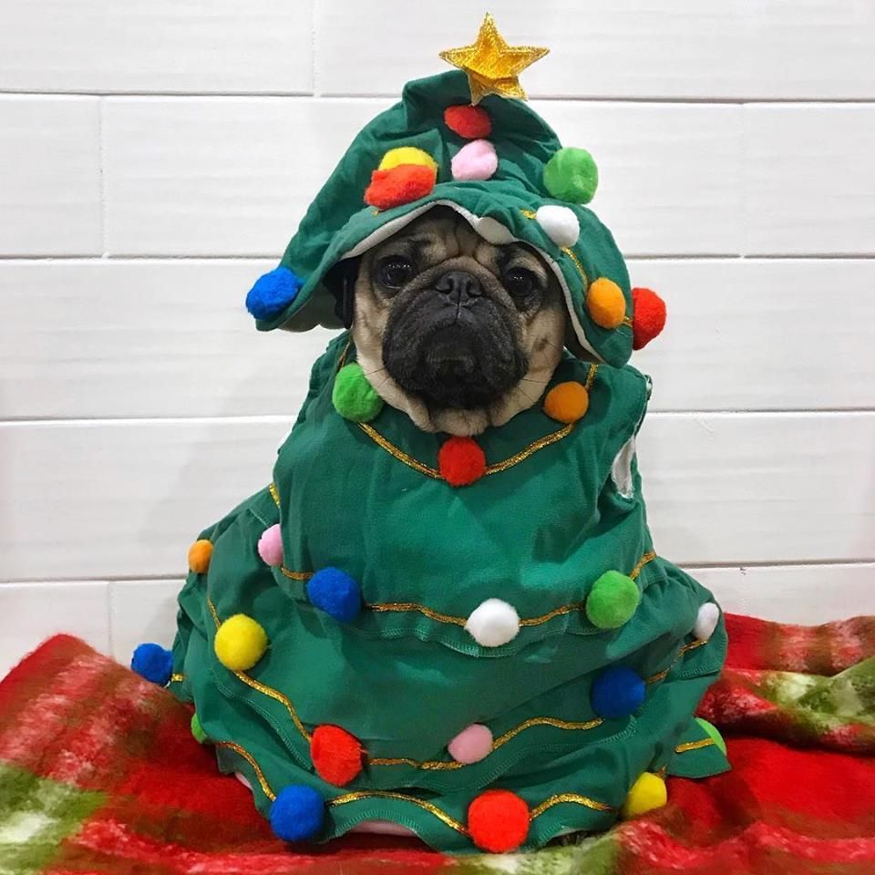 O Pugmas Tree. Pug christmas, Pugs, Cute pugs