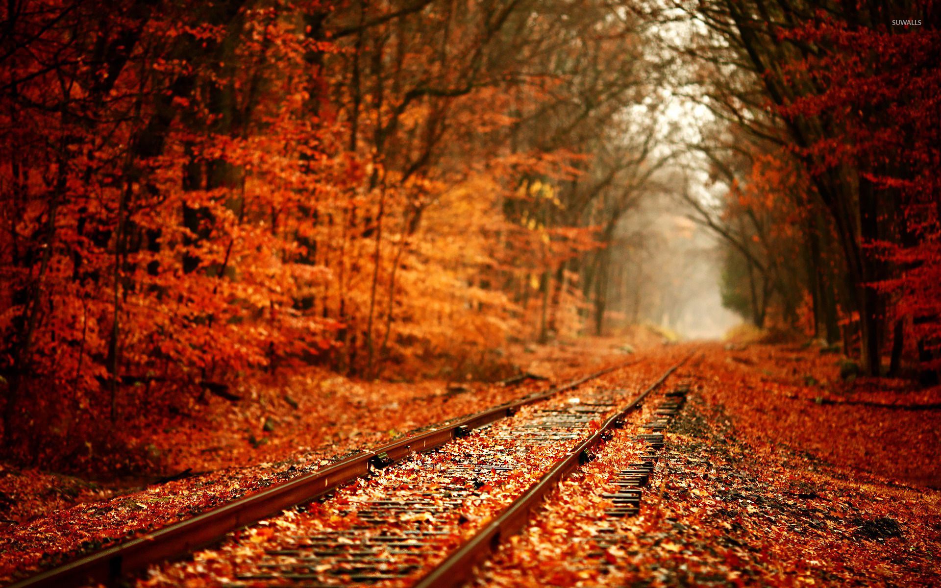 Railway in Autumn wallpaper wallpaper
