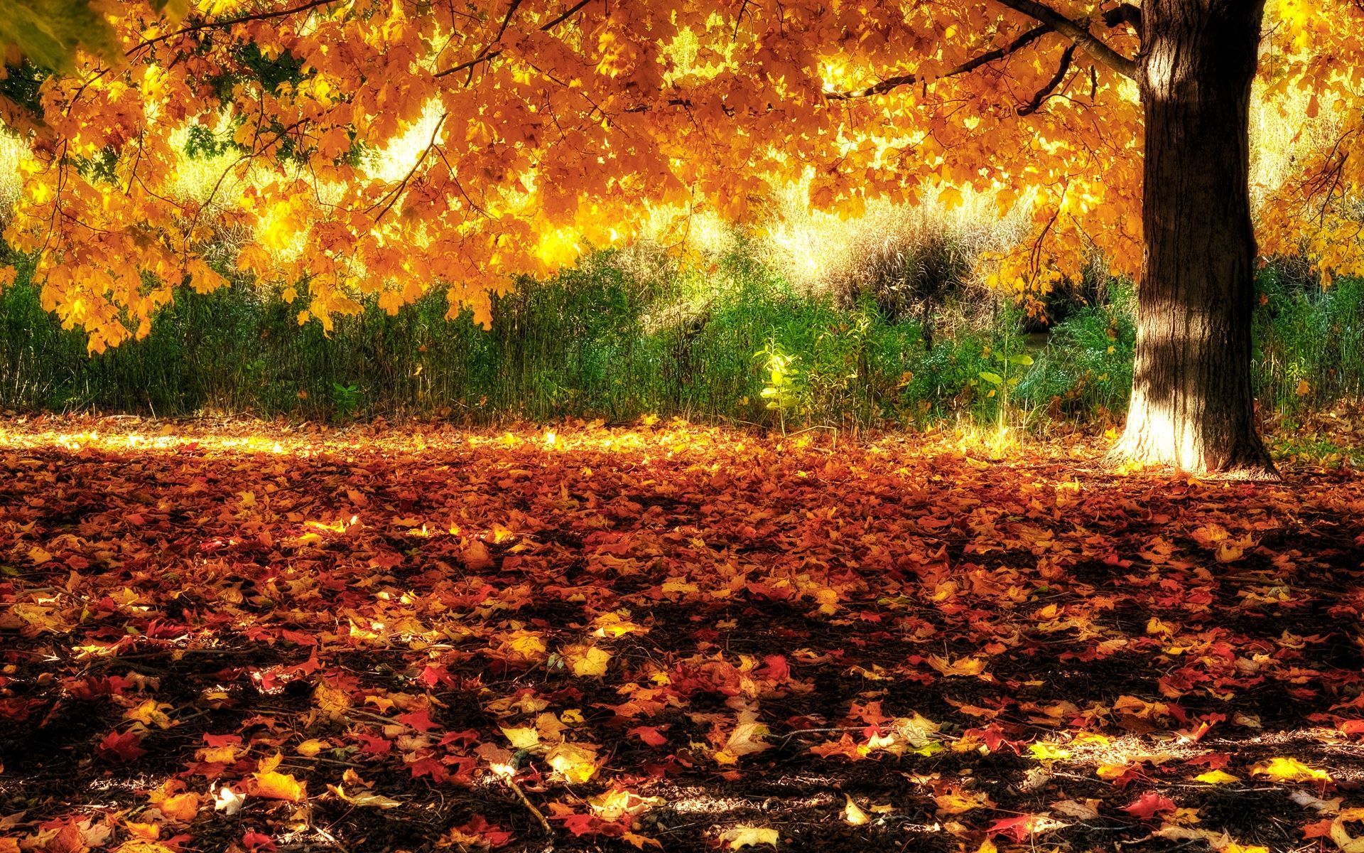 Background Fall