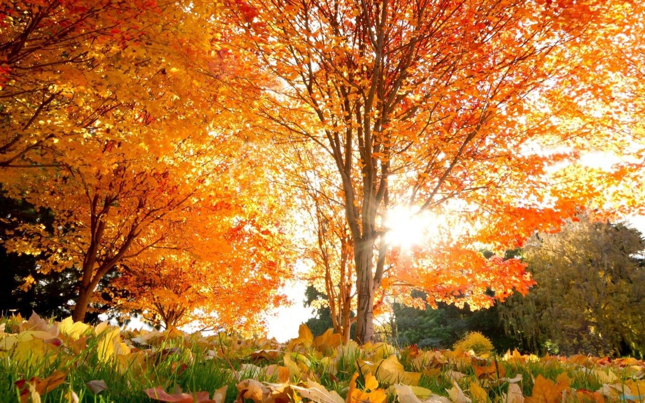 Golden autumn in park Desktop wallpaper 1280x800