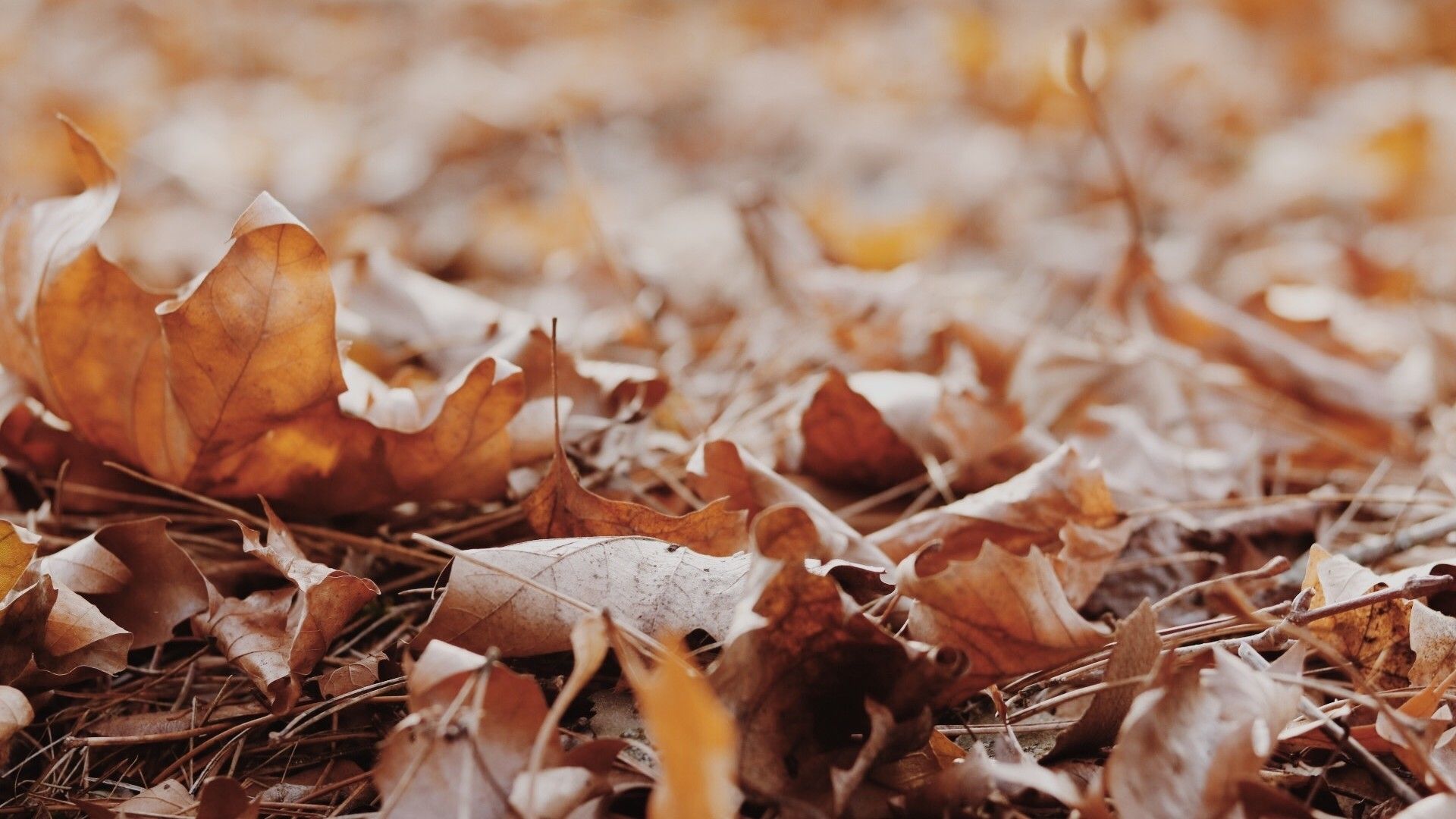 Download 1920x1080 Autumn Leaves, Ground, Blurry, Photography Wallpaper for Widescreen