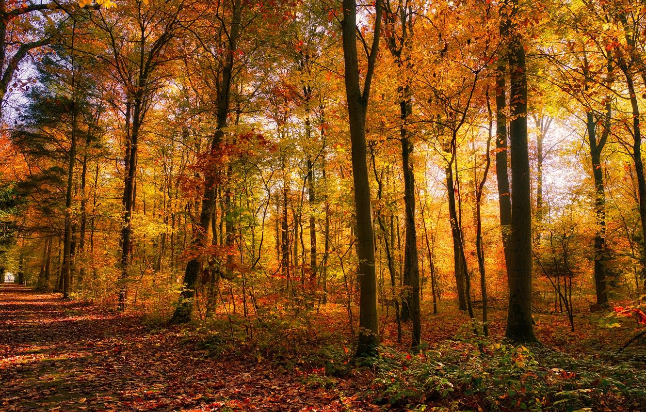Wallpaper road, autumn, forest, light, trees, Park, foliage, alley, falling leaves, Golden autumn image for desktop, section пейзажи