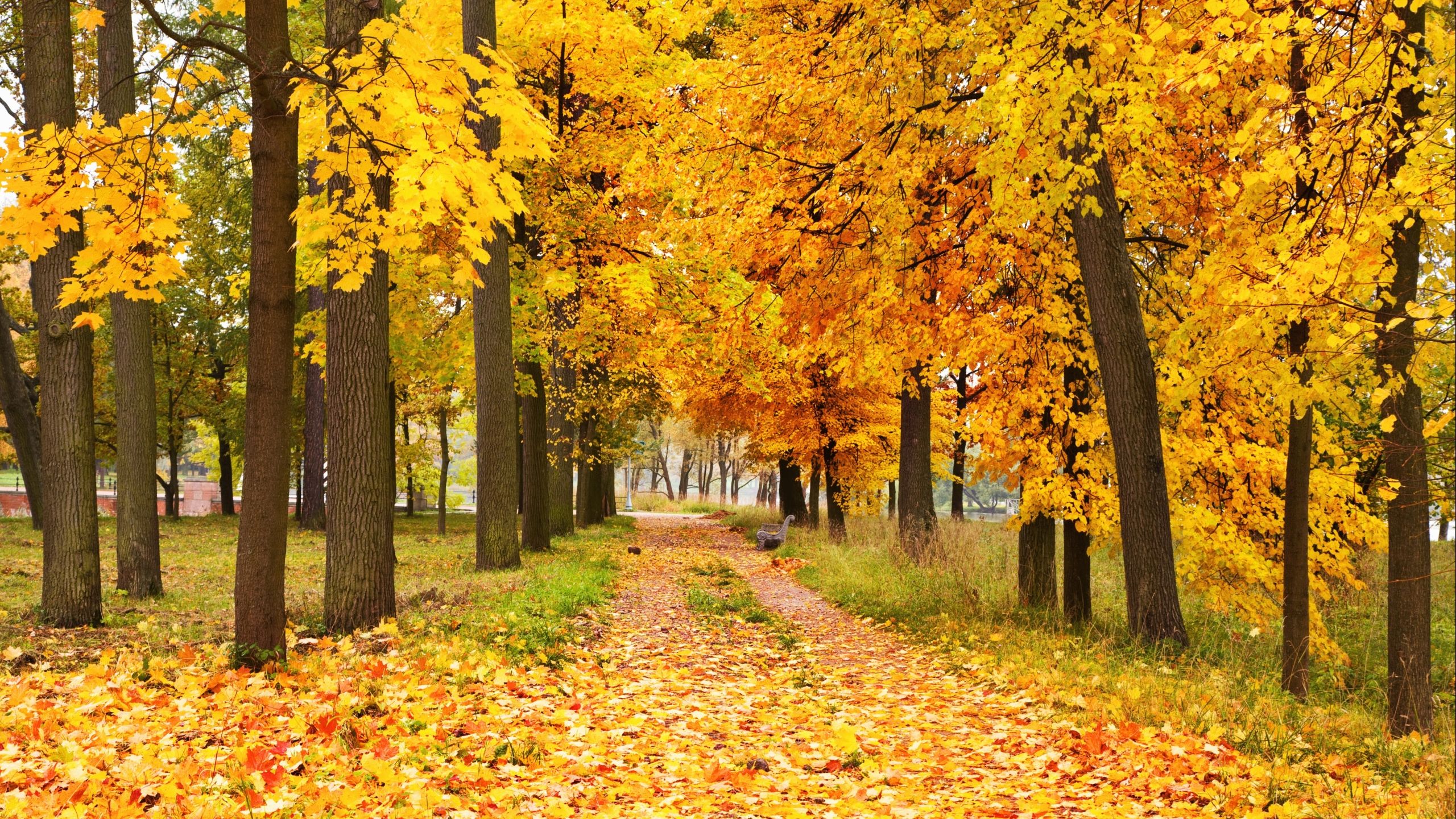 The golden autumn Mac Wallpaper Download