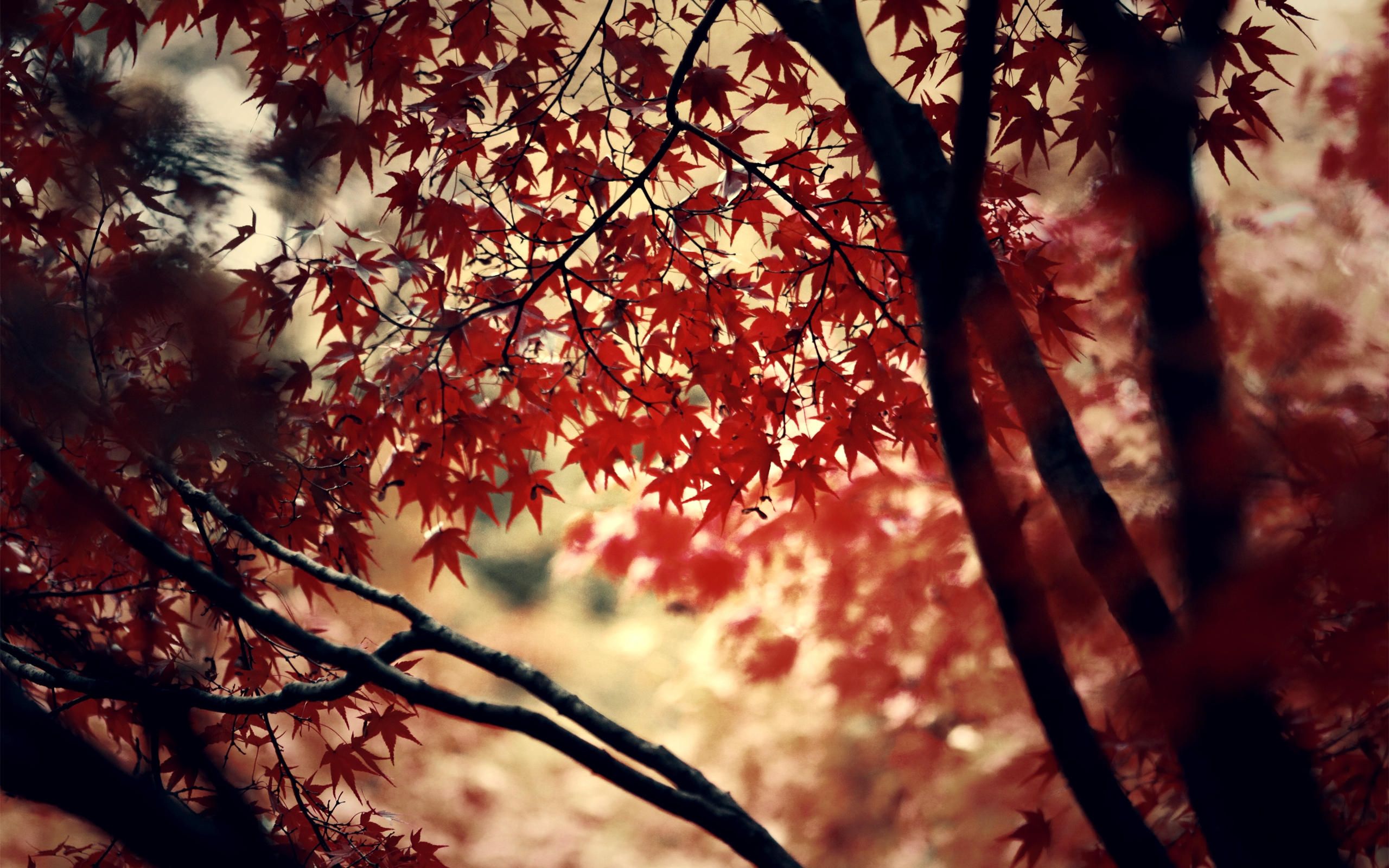 Autumn Wallpaper, Background, Photo, Image, Stock