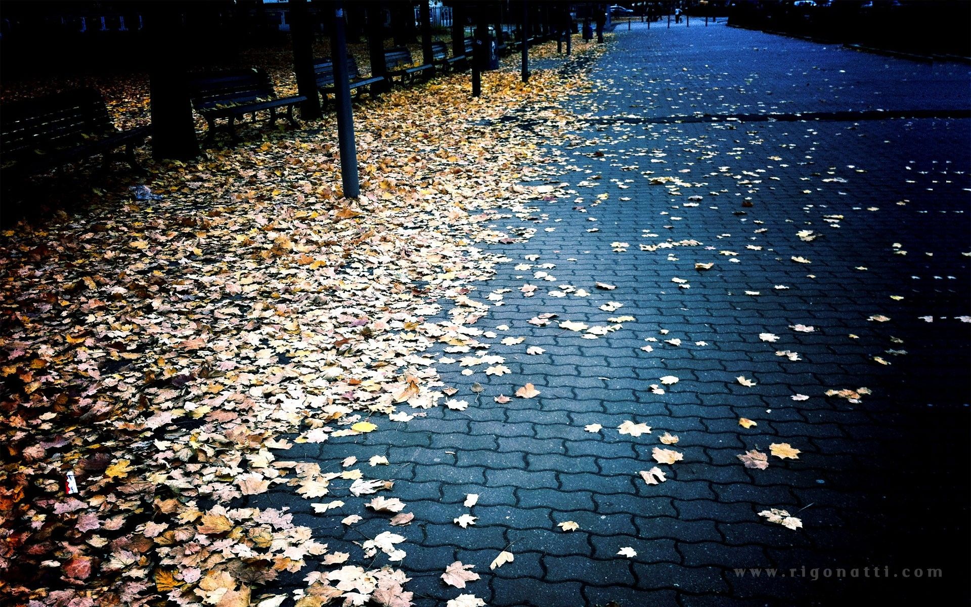 Wallpaper, autumn, photography