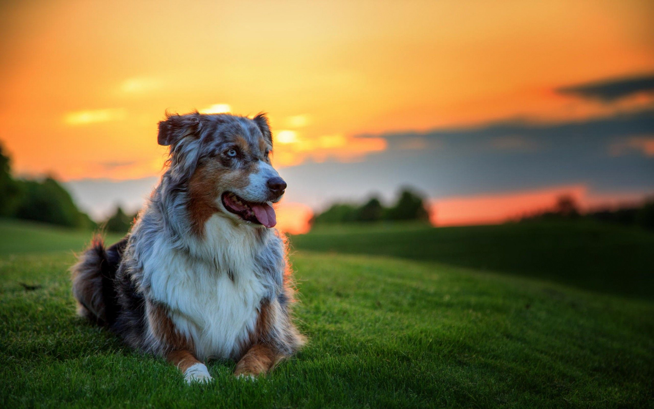 Australian, Shepherd, Dog, Grass, Sunset, Background, Photos, Best, HD, Wallpapers, Of, Dog, Cute, Dog Eye, HD, 2560x1600