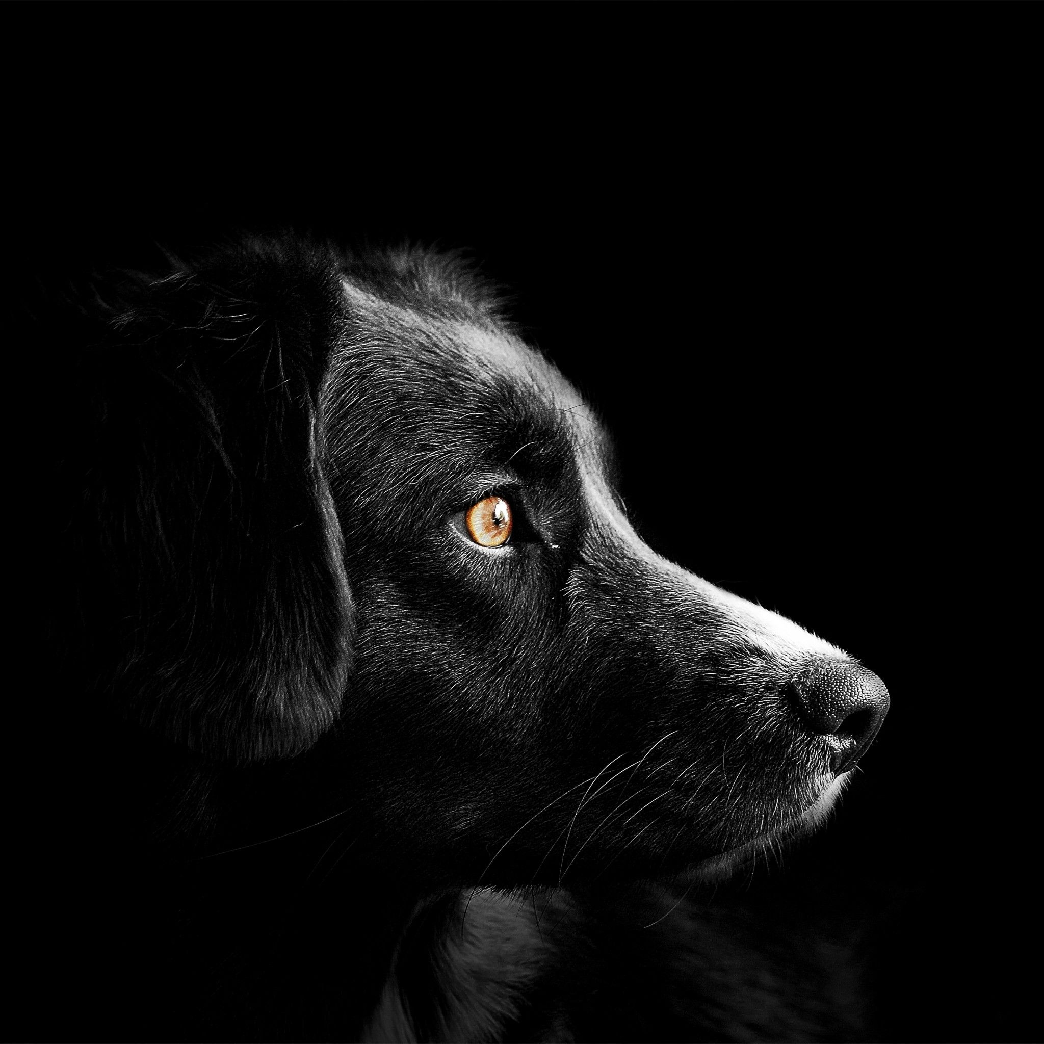 Black dog 4K Wallpaper, Cute puppies, Black background, Dark, AMOLED, 5K, Animals,
