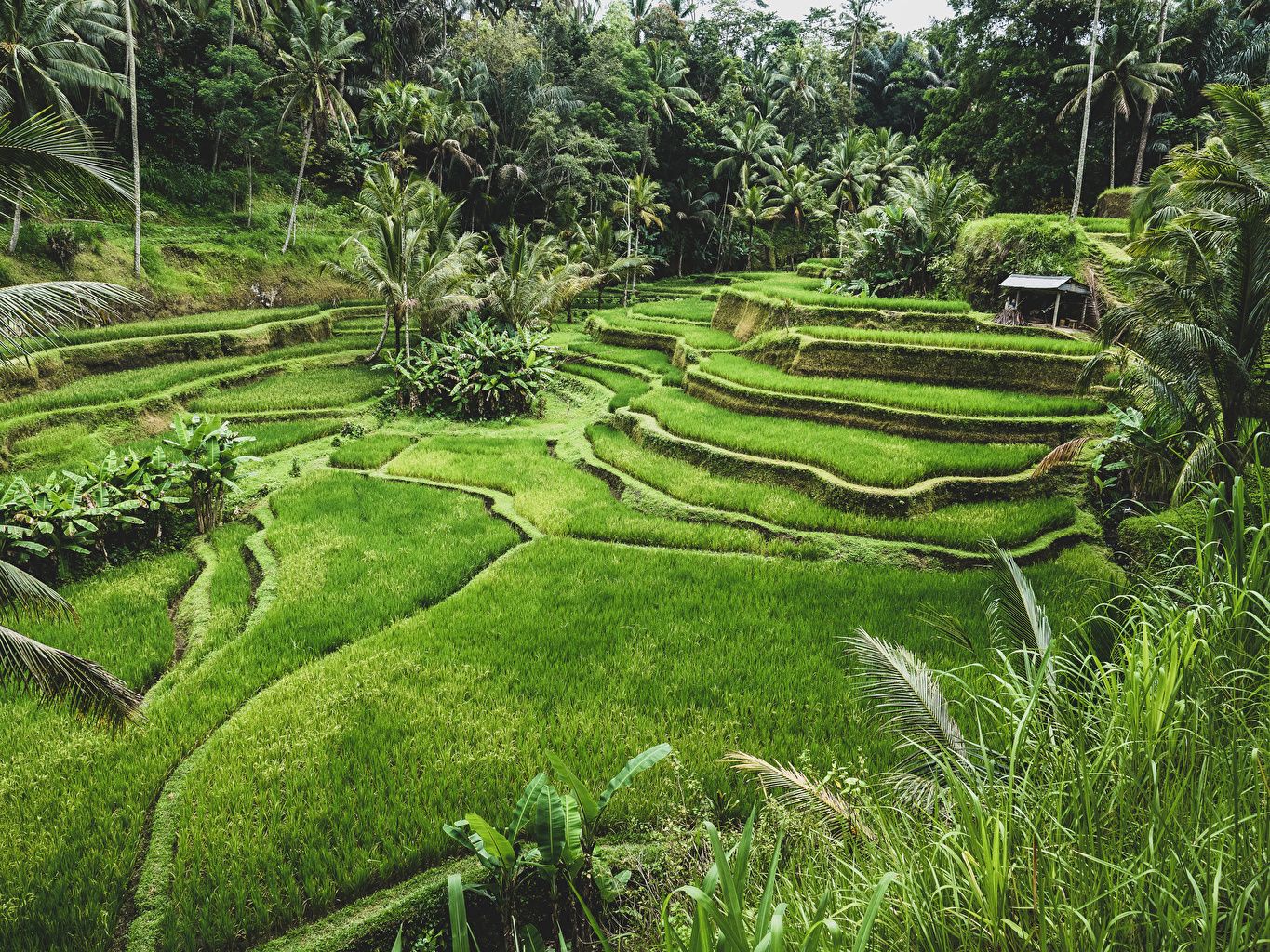 Wallpaper Indonesia Ubud Bali Nature Fields Tropics