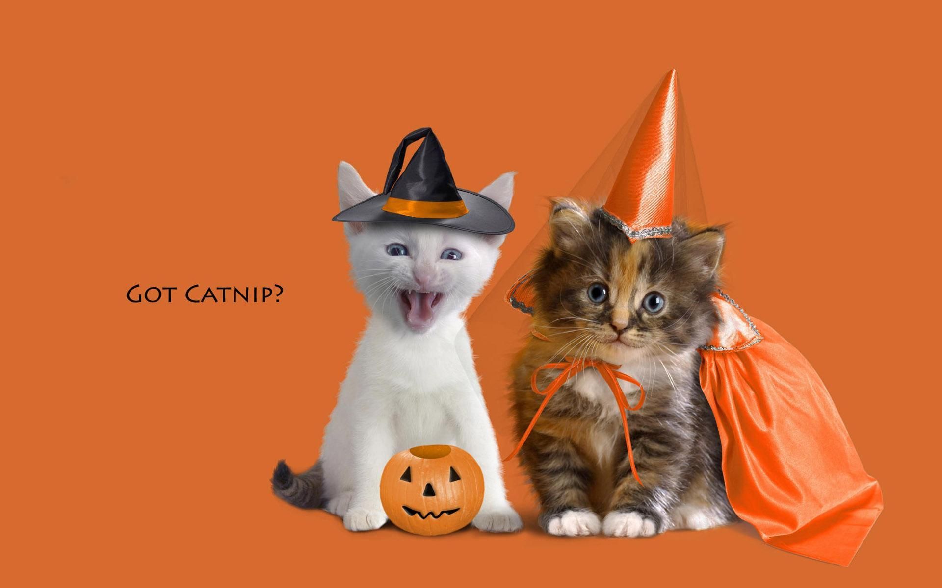 Got catnip?. Halloween cat, Halloween animals, Halloween facebook cover