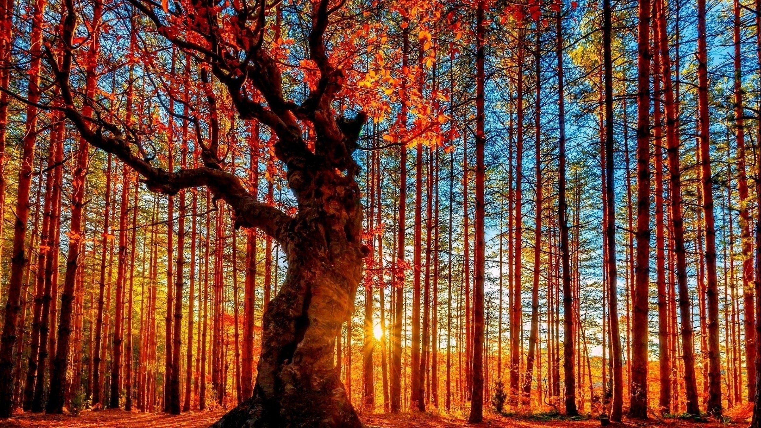 forest, Tree, Landscape, Nature, Autumn Wallpaper HD / Desktop and Mobile Background