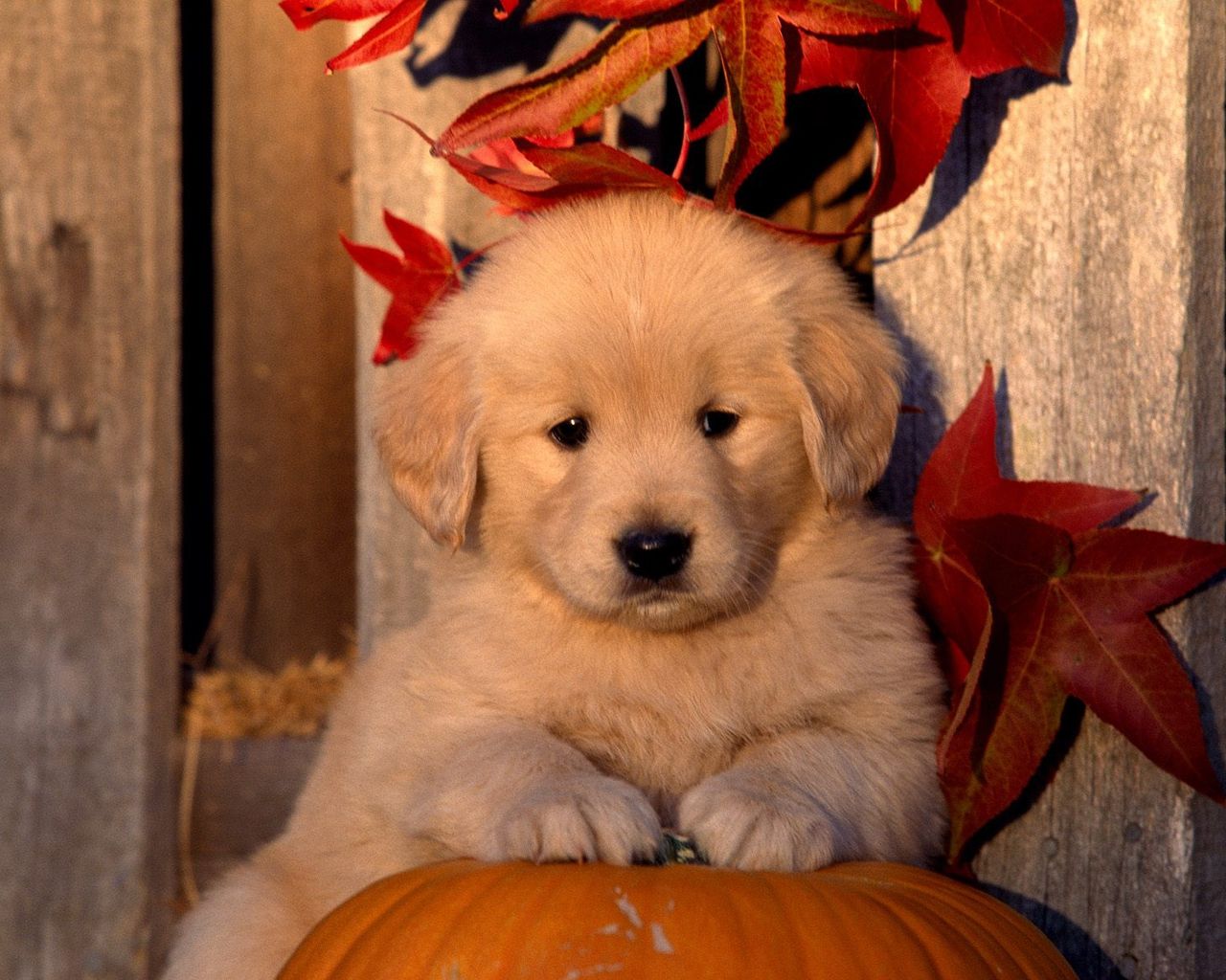 Halloween Pets Wallpaper