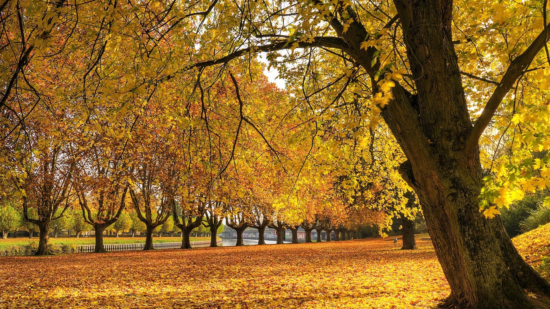 Golden Autumn Wallpaper Autumn Nature Wallpaper in jpg format for free download